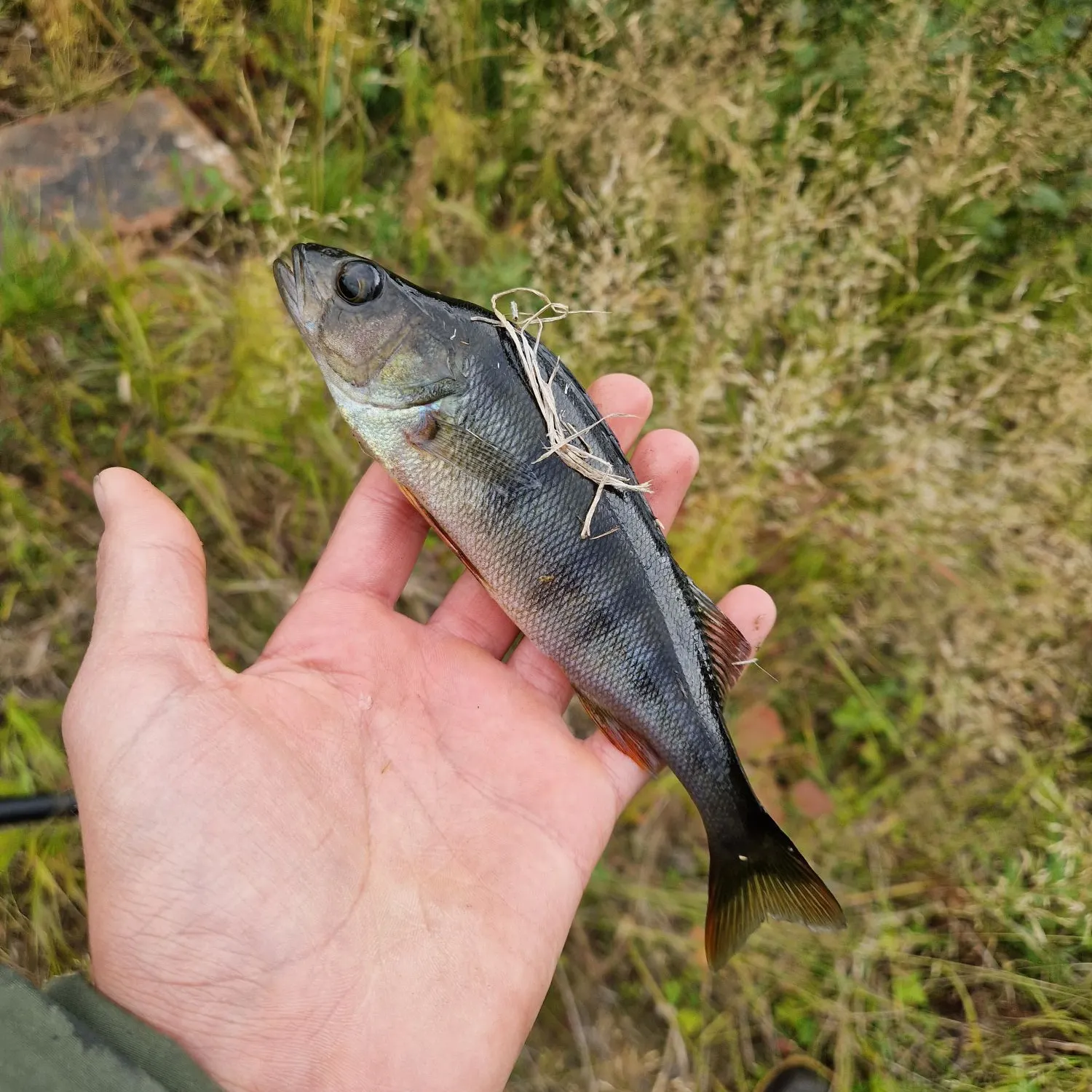 European perch caught on Fishbrain