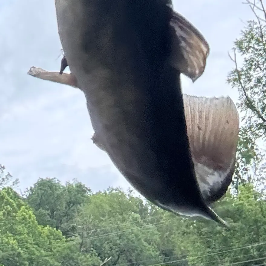 Channel catfish caught on Fishbrain