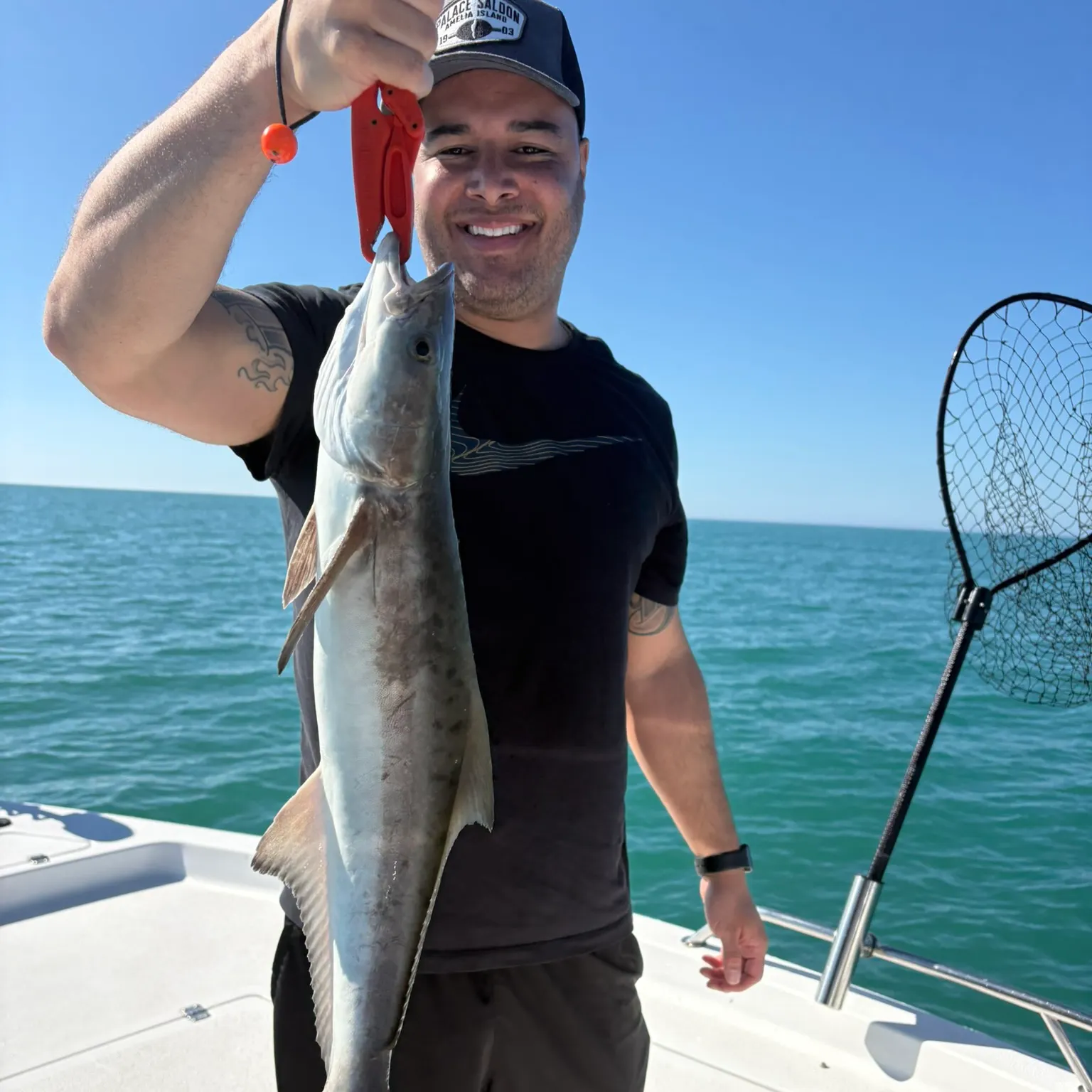 The most recent Cobia catches on Fishbrain