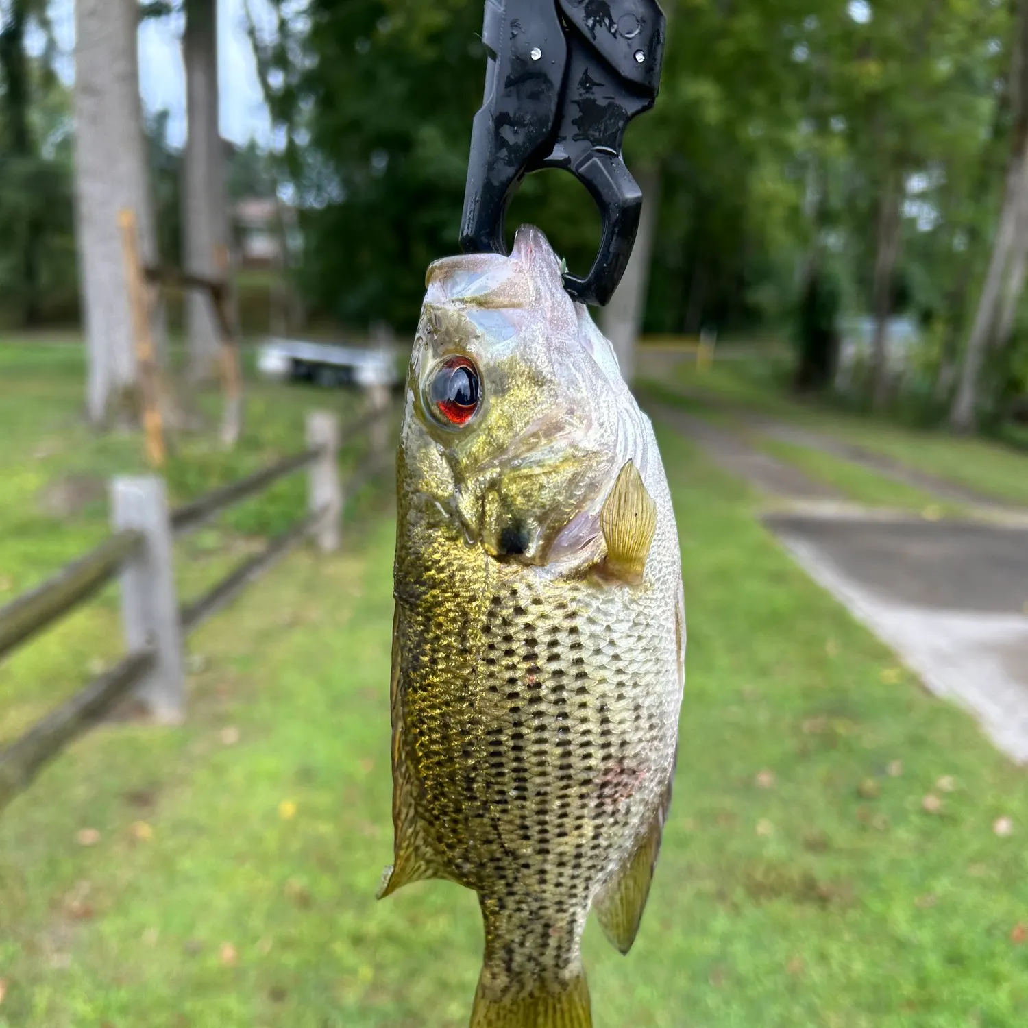 Rock bass caught on Fishbrain