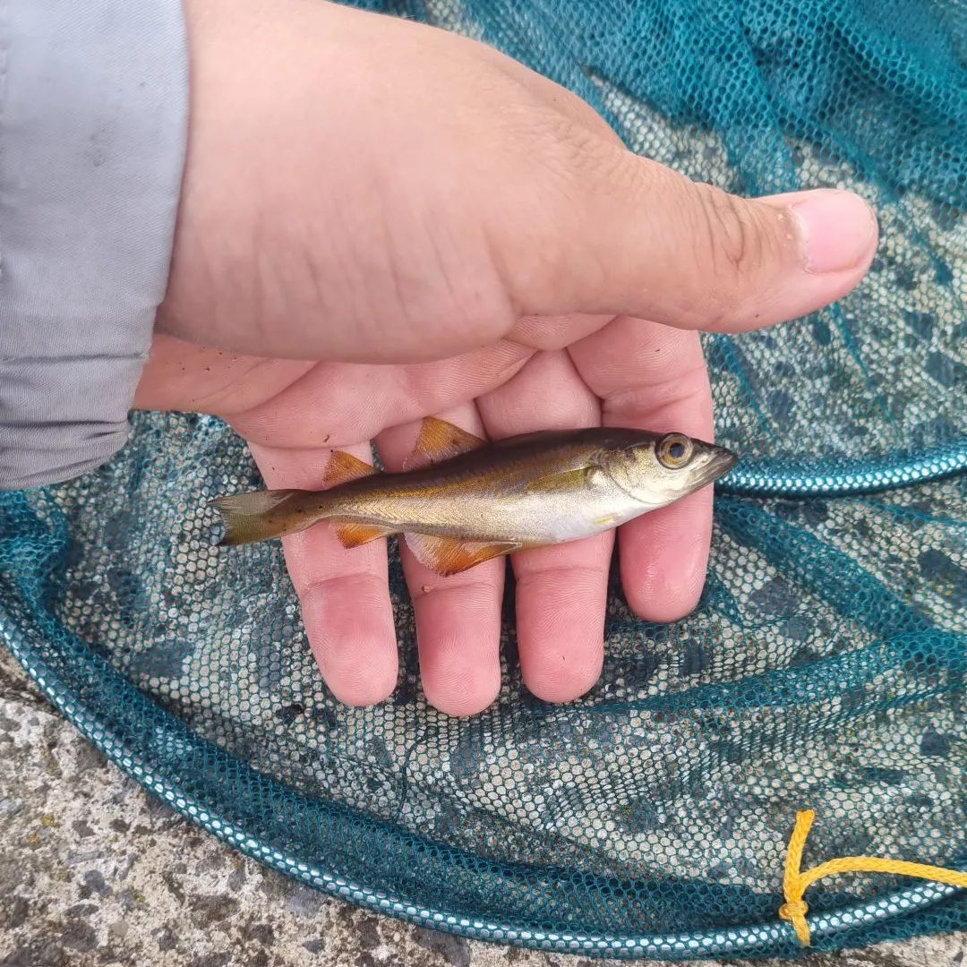 Pollack caught on Fishbrain