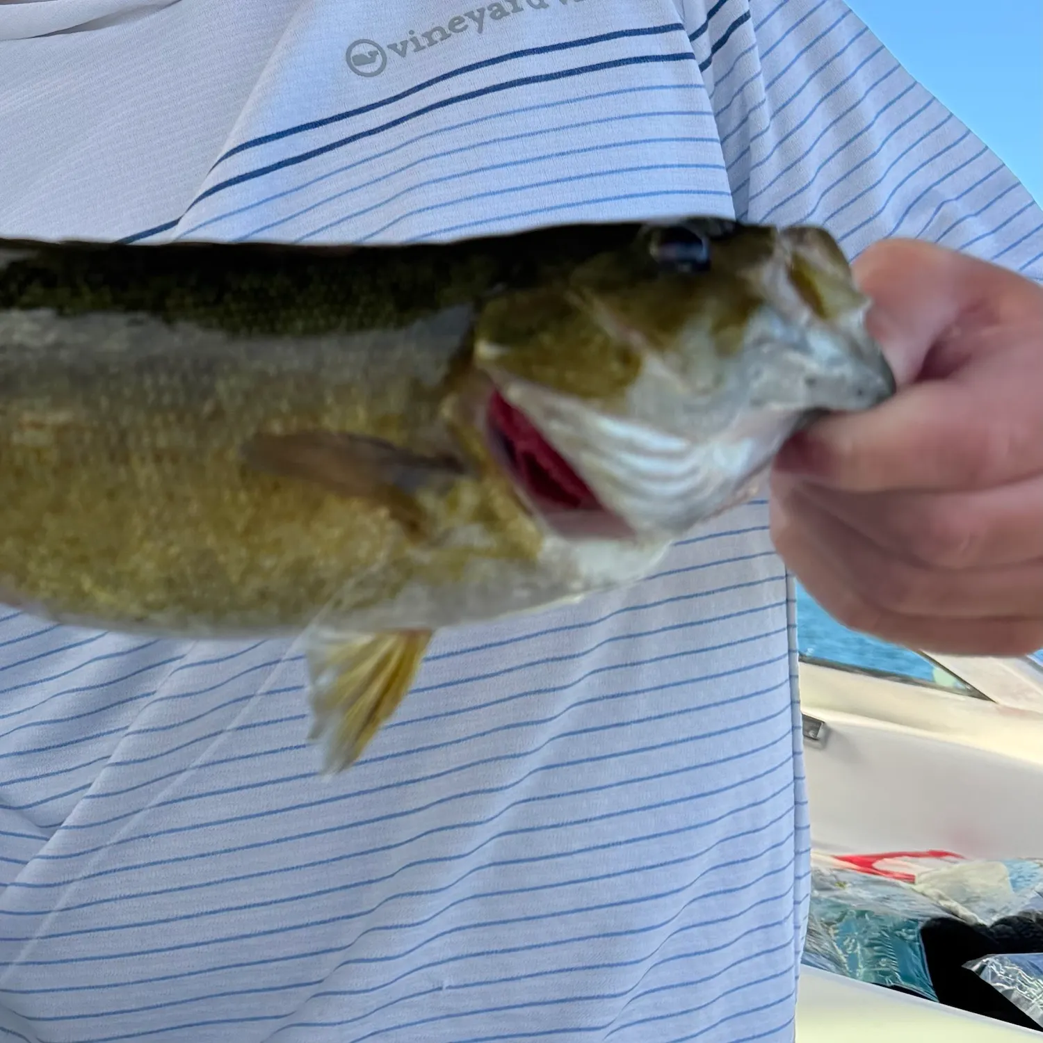 Smallmouth bass caught on Fishbrain