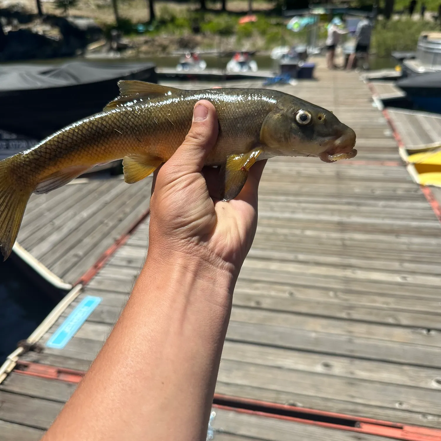 The most recent Sacramento sucker catches on Fishbrain
