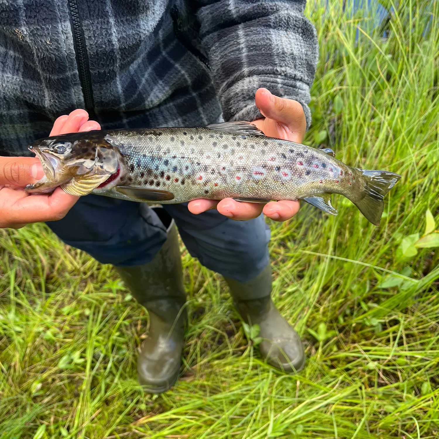 The most recent Lake trout catches on Fishbrain