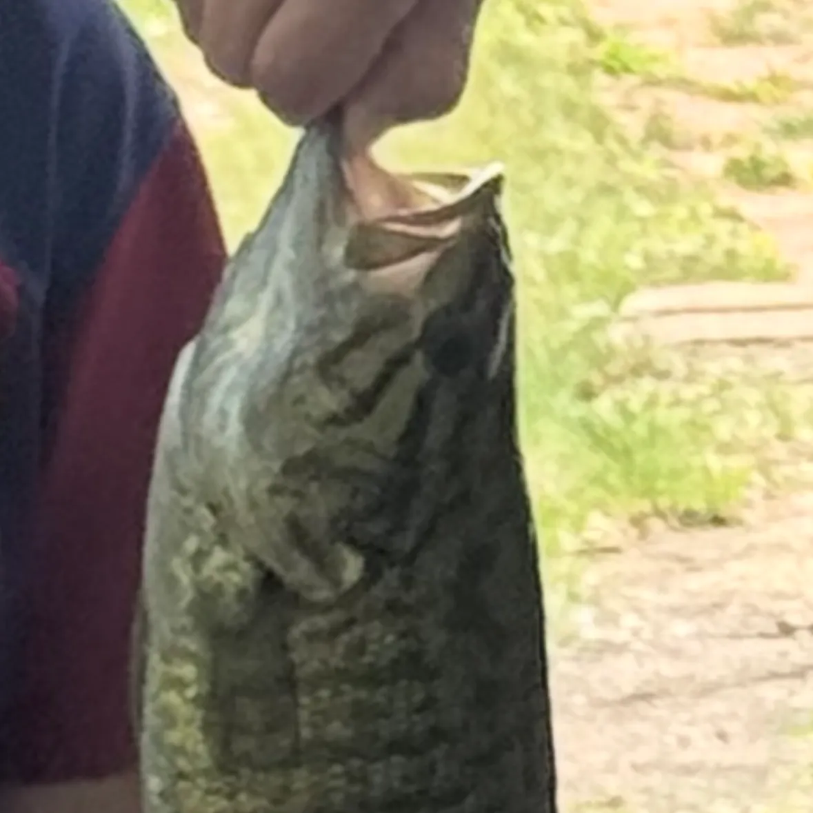 Smallmouth bass caught on Fishbrain