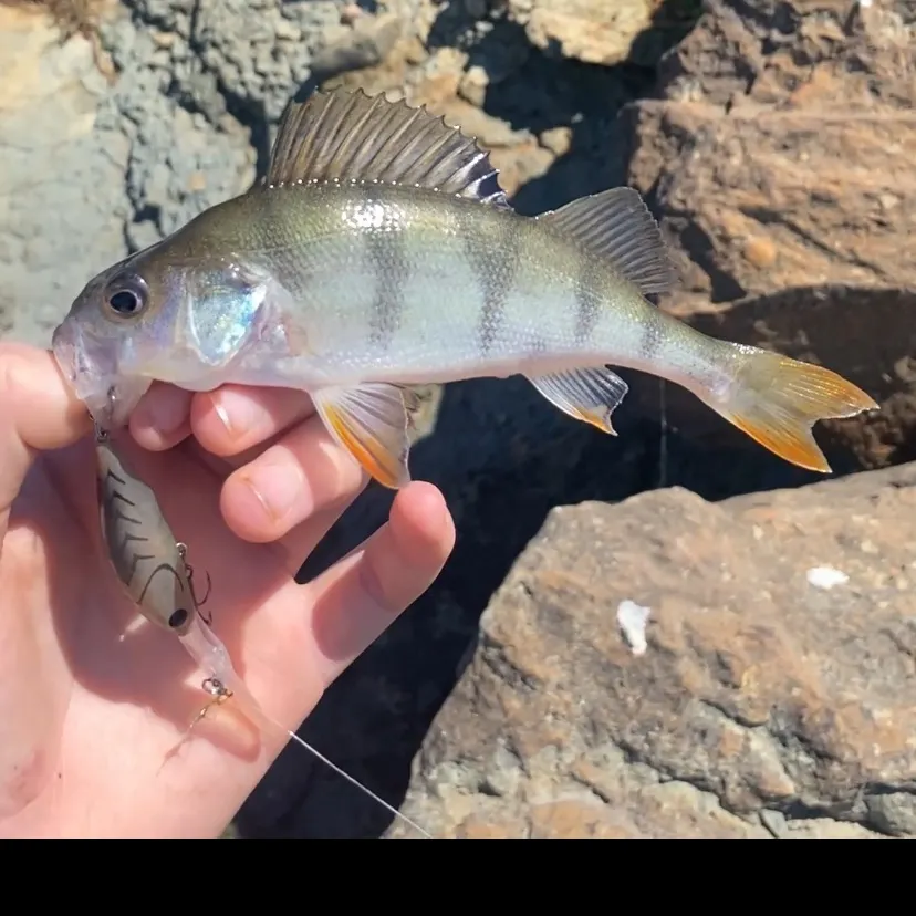 European perch caught on Fishbrain