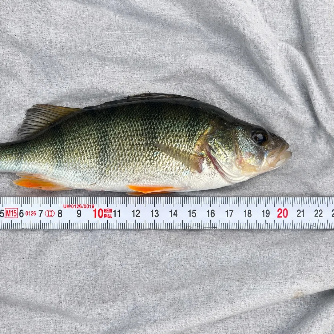European perch caught on Fishbrain