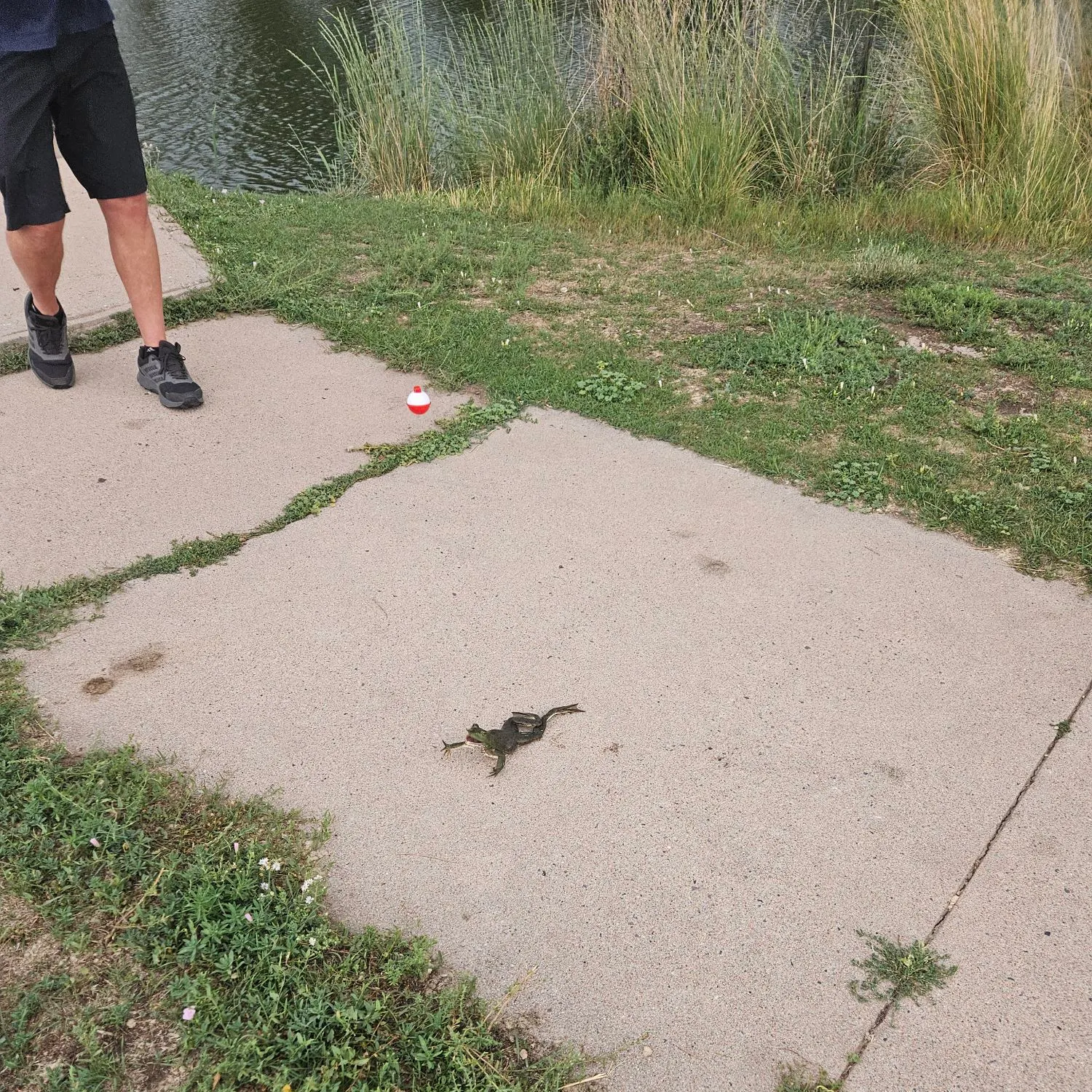 The most recent American bullfrog catches on Fishbrain