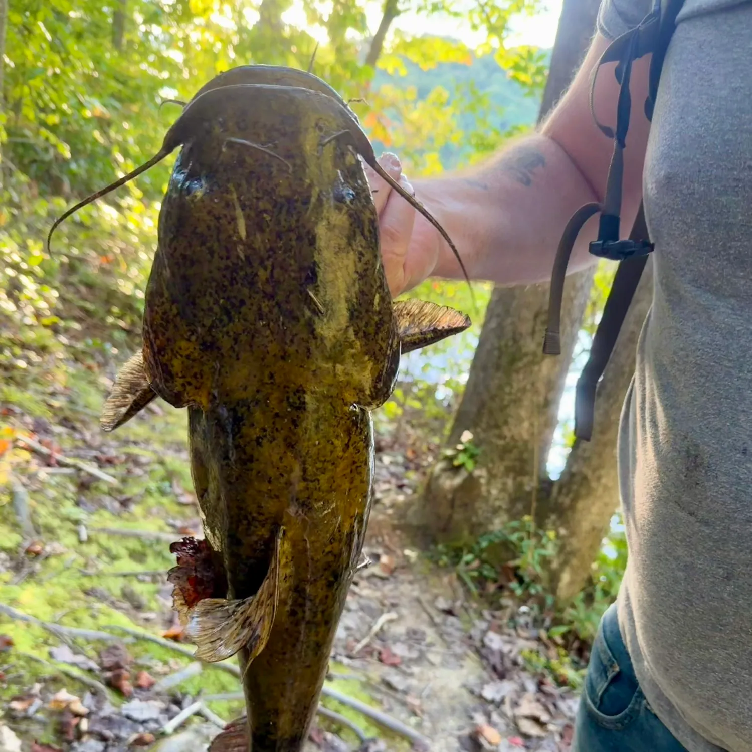 Flathead catfish caught on Fishbrain