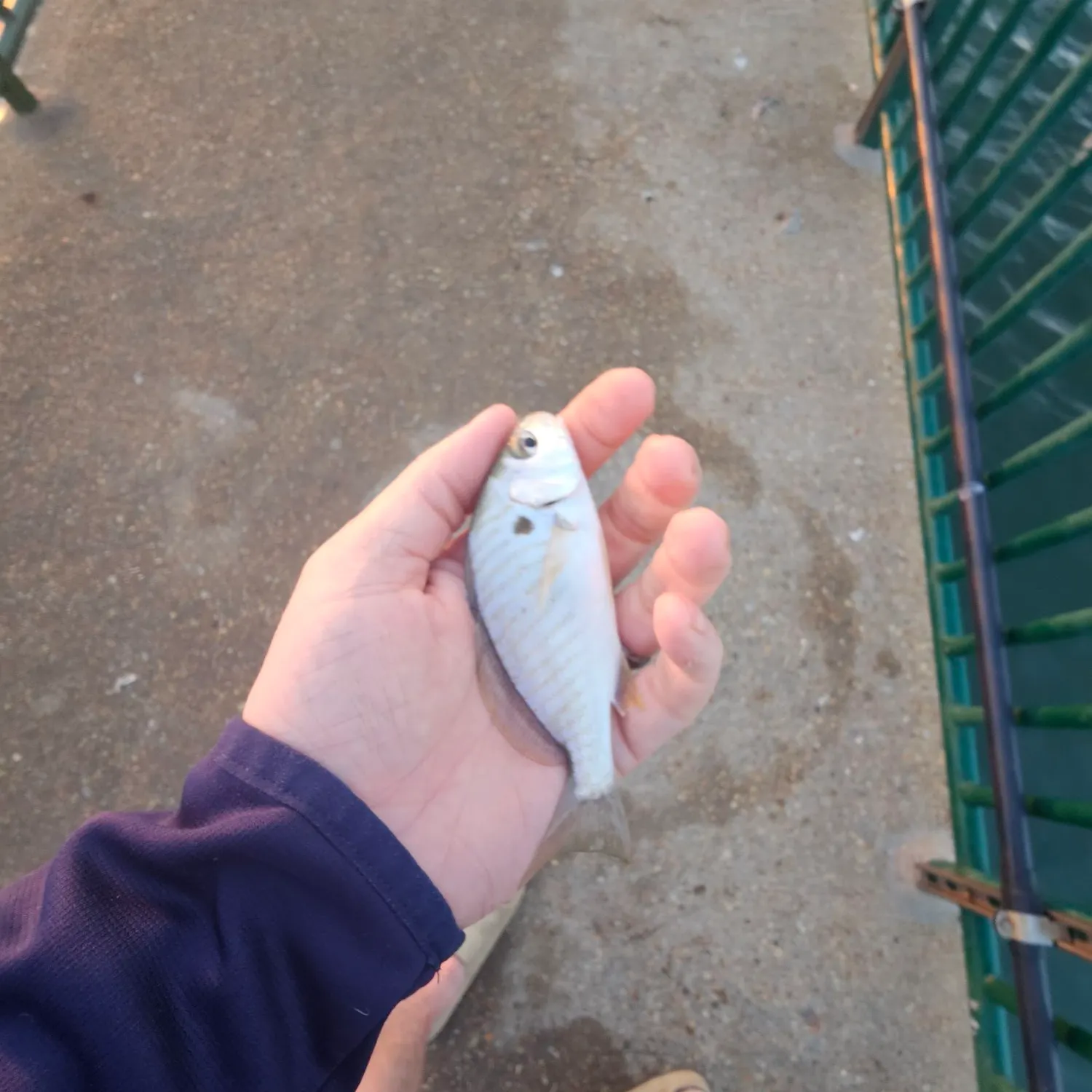 Spot croaker caught on Fishbrain