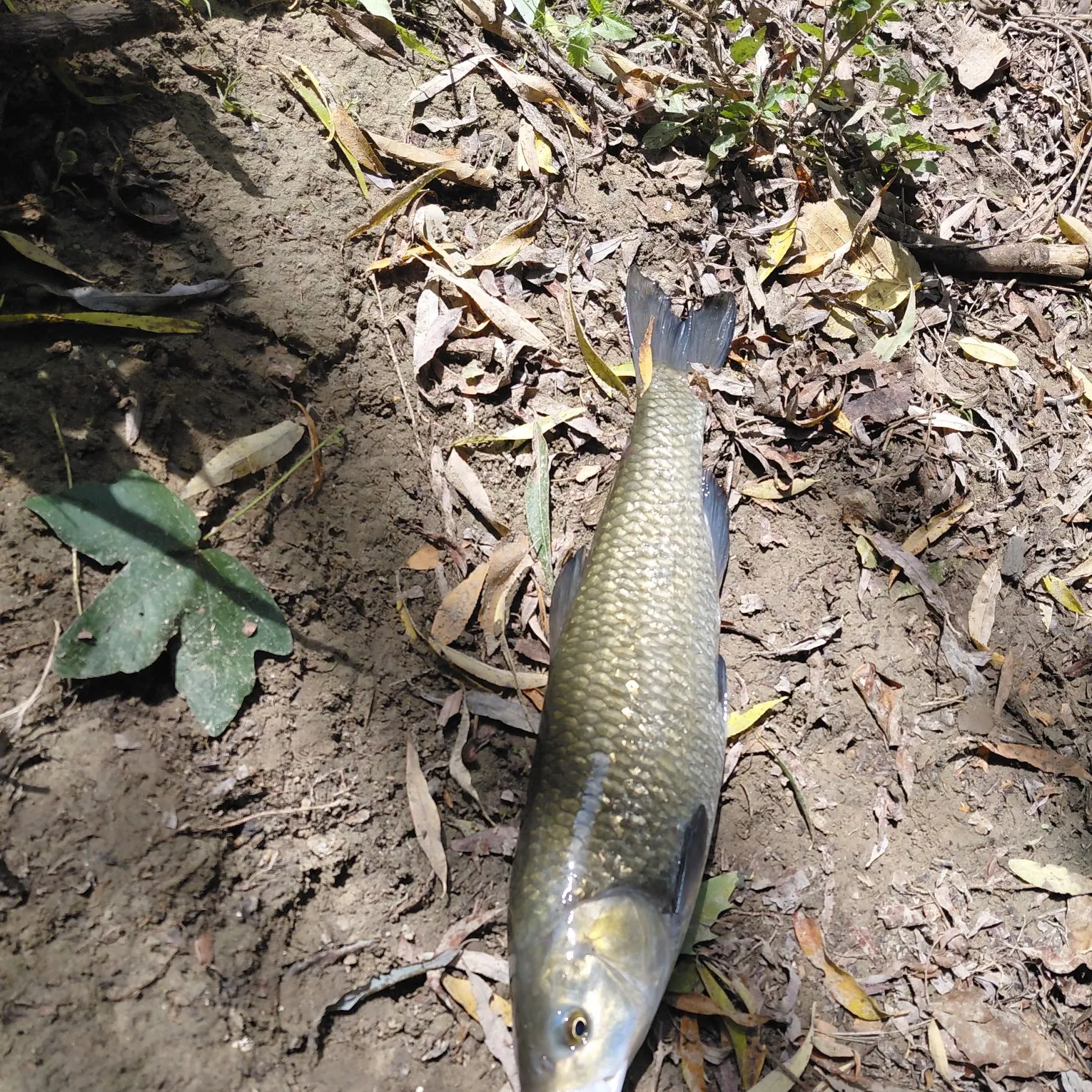 European chub caught on Fishbrain
