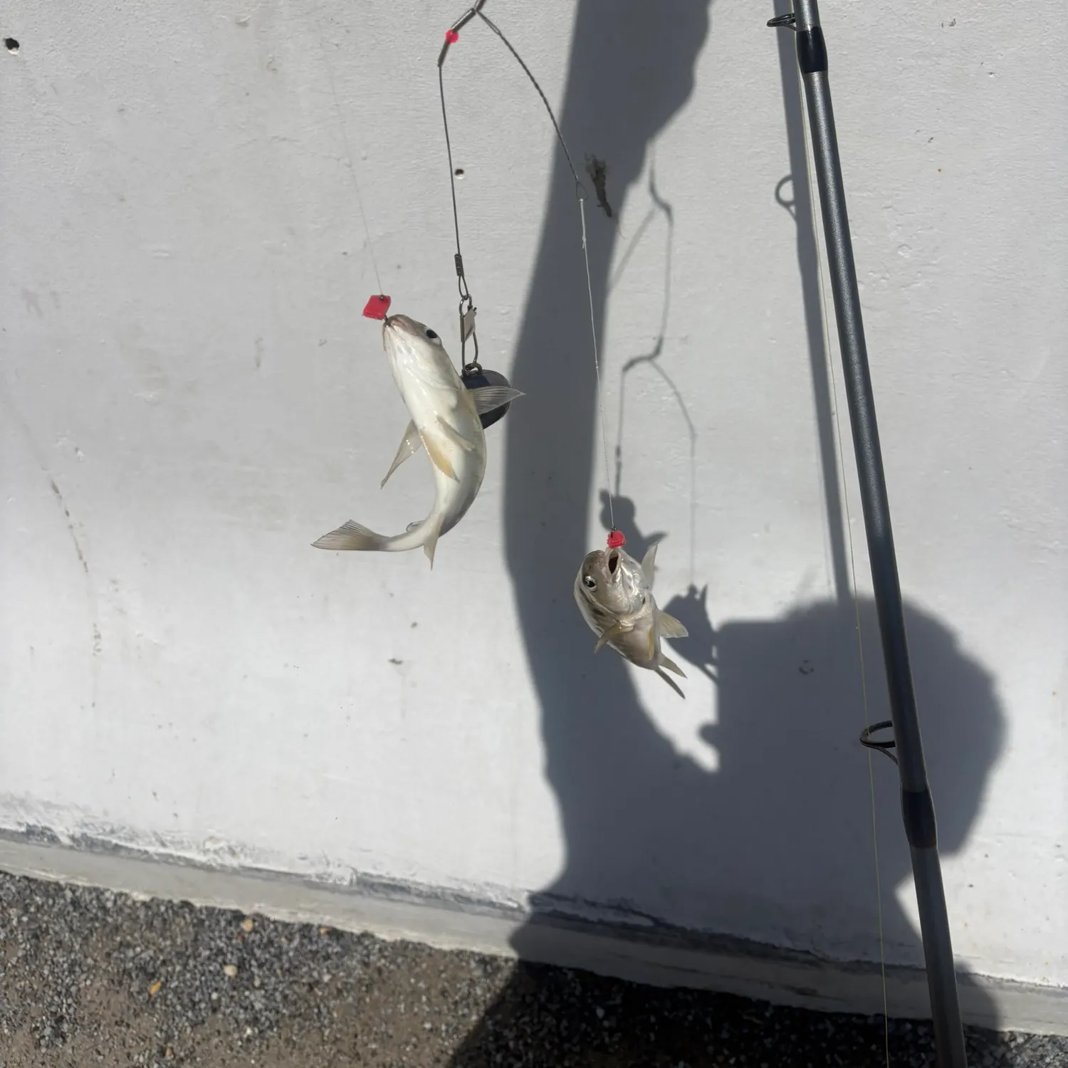 Spot croaker caught on Fishbrain