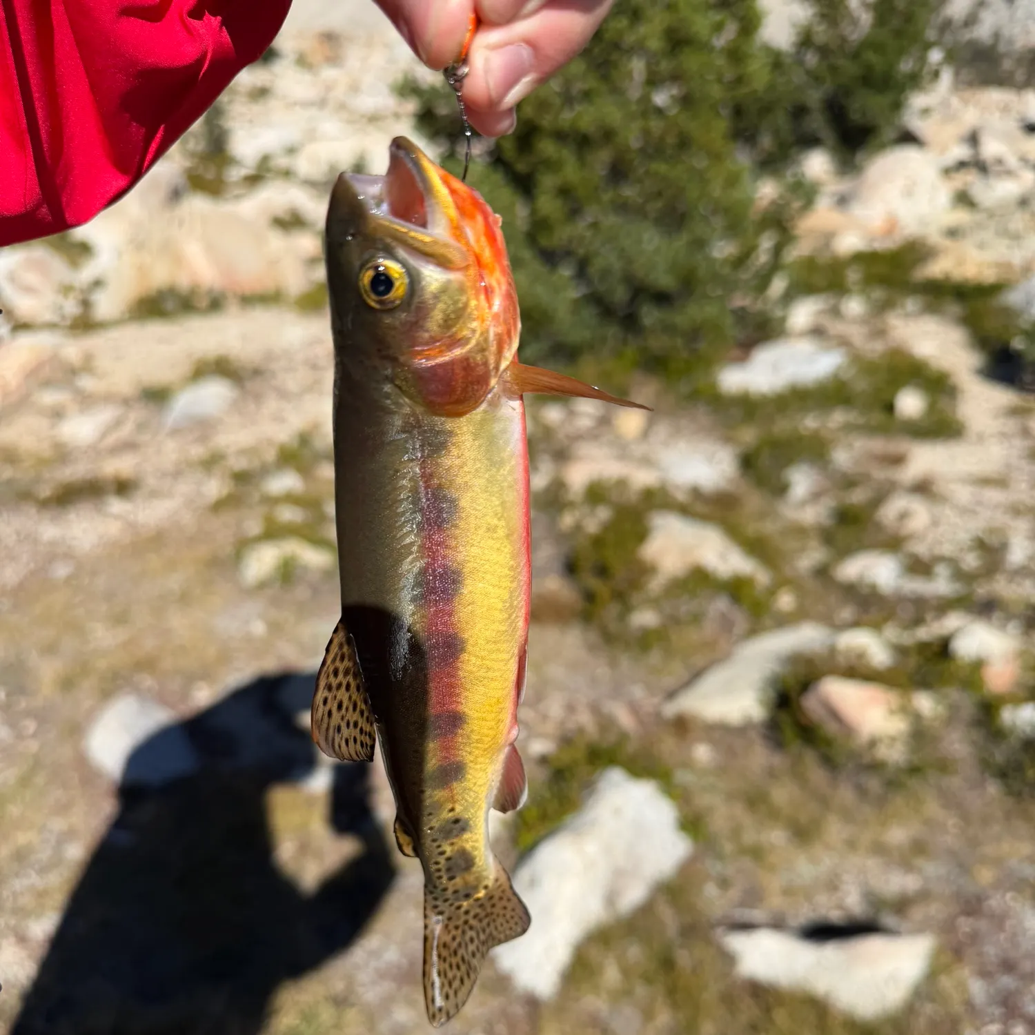 Golden trout caught on Fishbrain