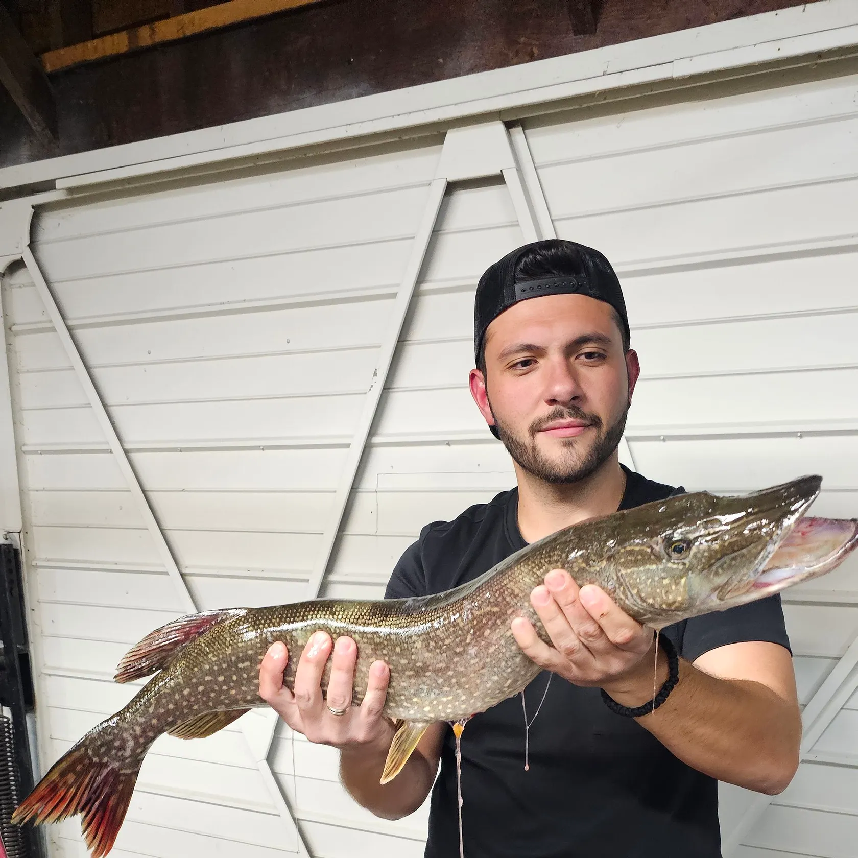 Northern pike caught on Fishbrain
