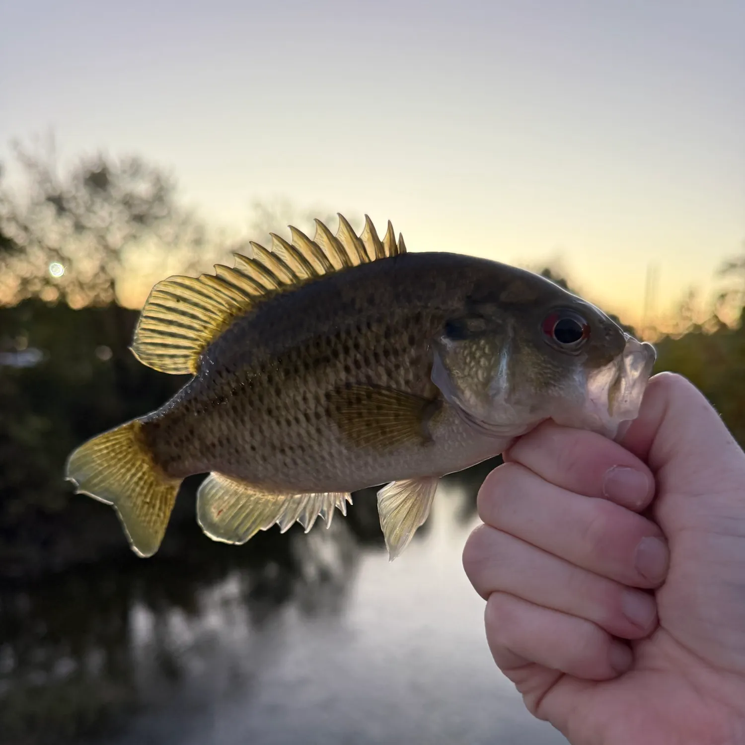 Rock bass caught on Fishbrain