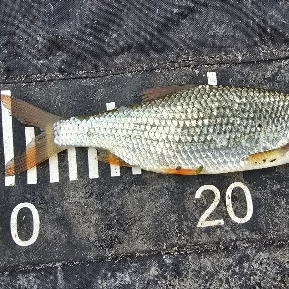 Common roach caught on Fishbrain