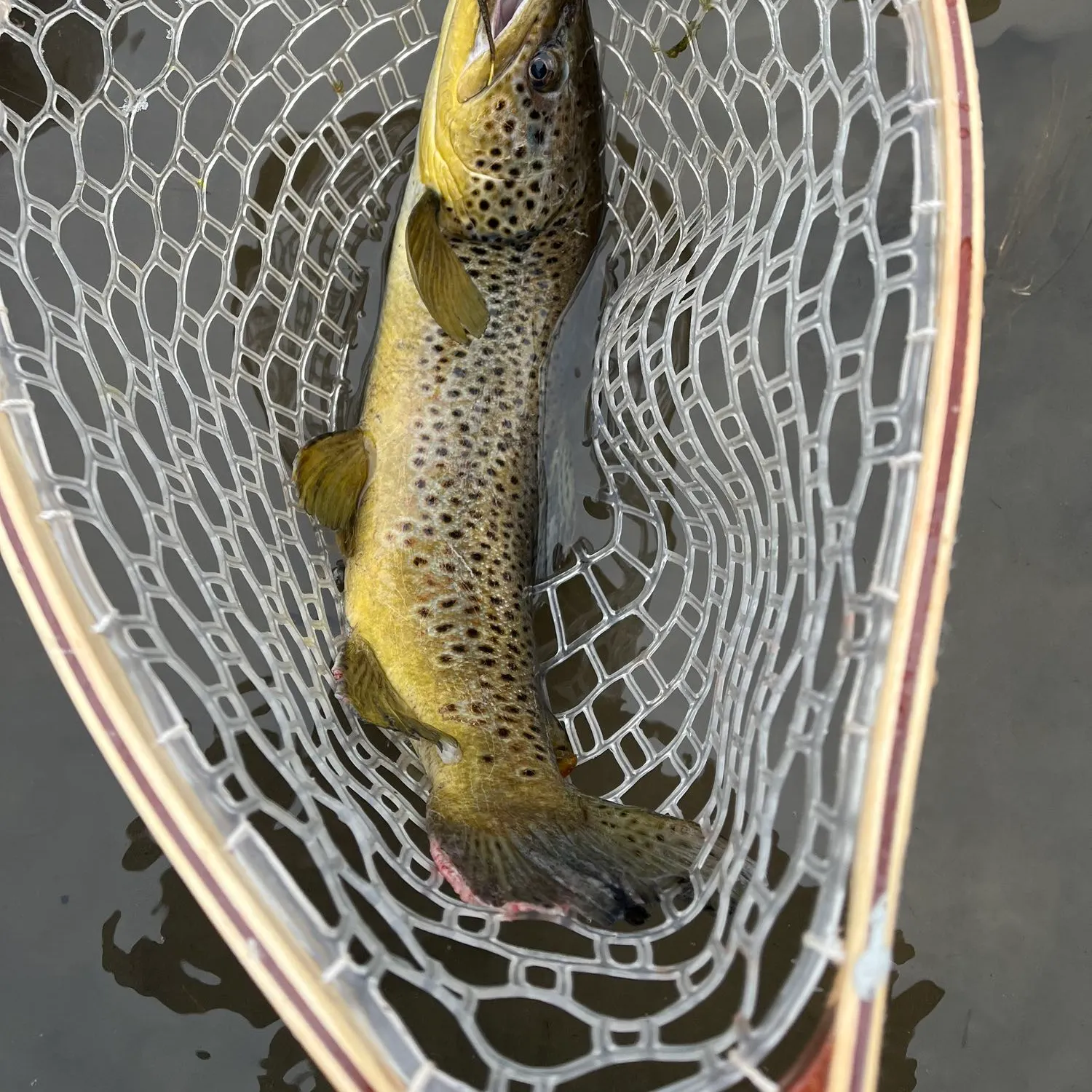 angler catch