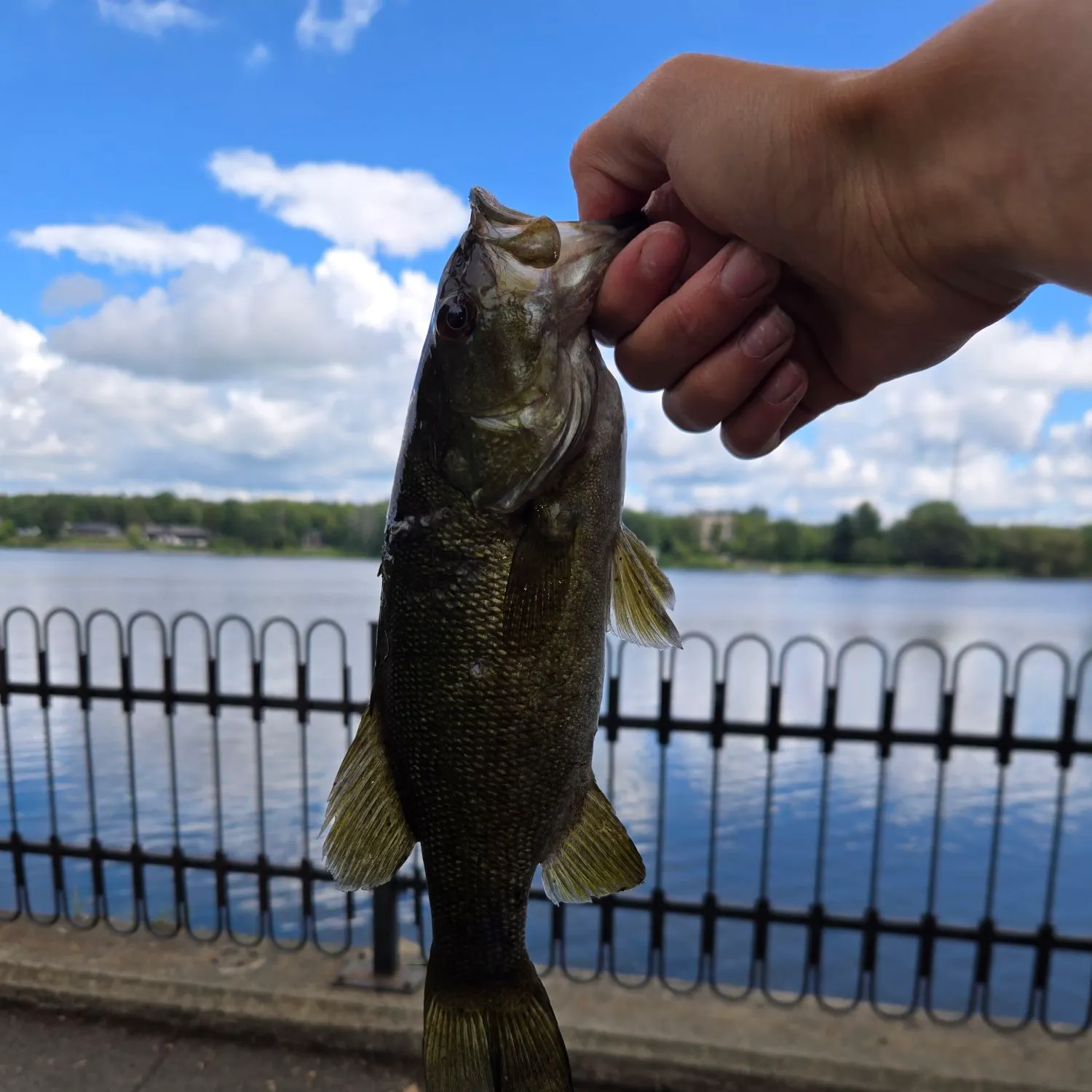 Smallmouth bass caught on Fishbrain