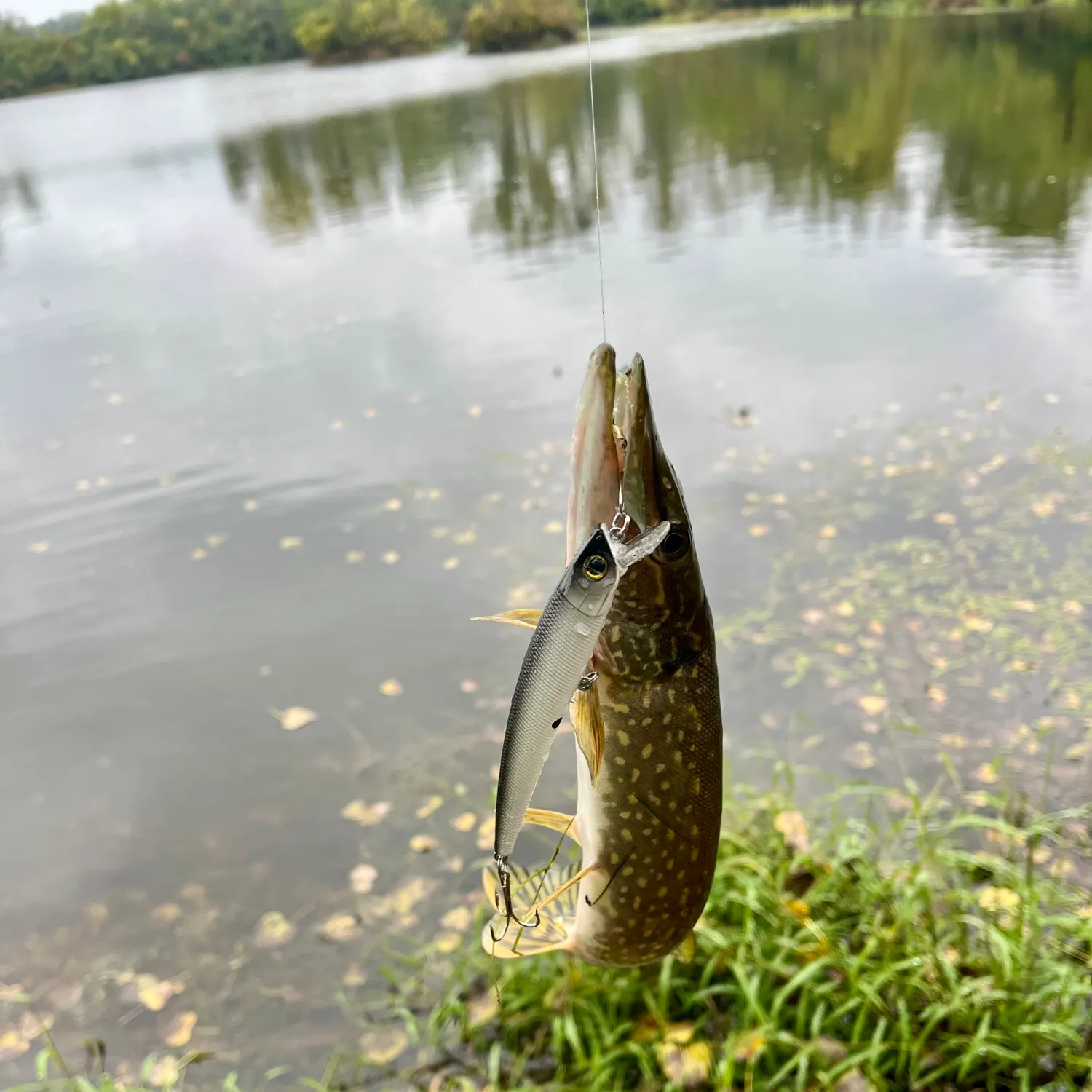 Northern pike caught on Fishbrain