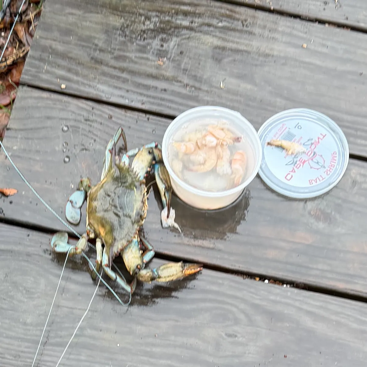 The most recent Blue crab catches on Fishbrain