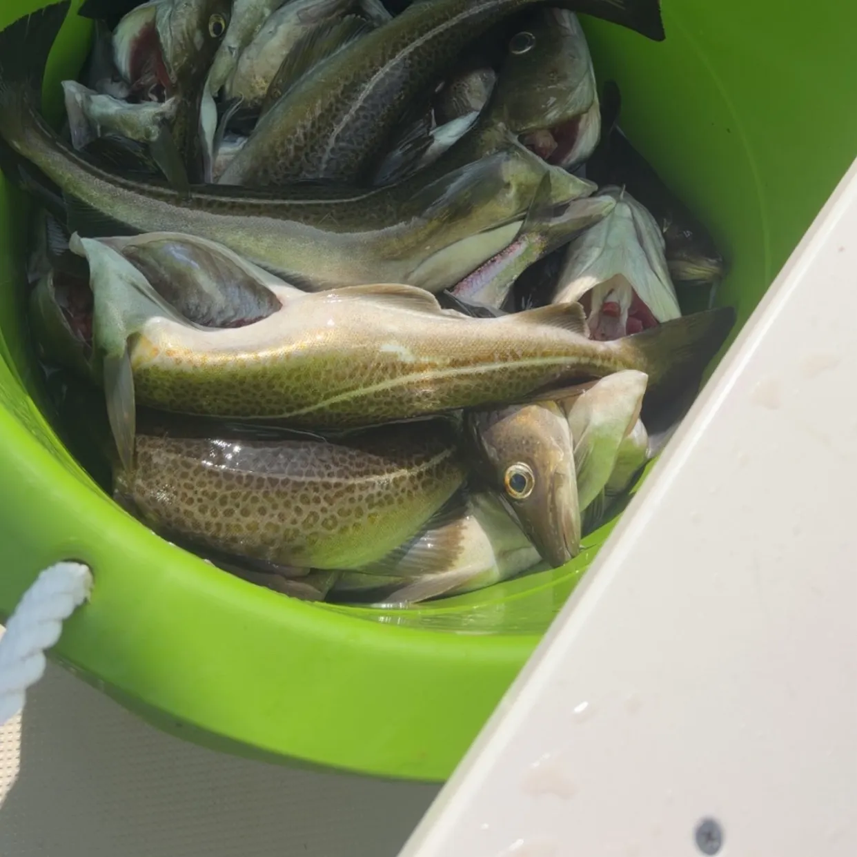 Atlantic cod caught on Fishbrain