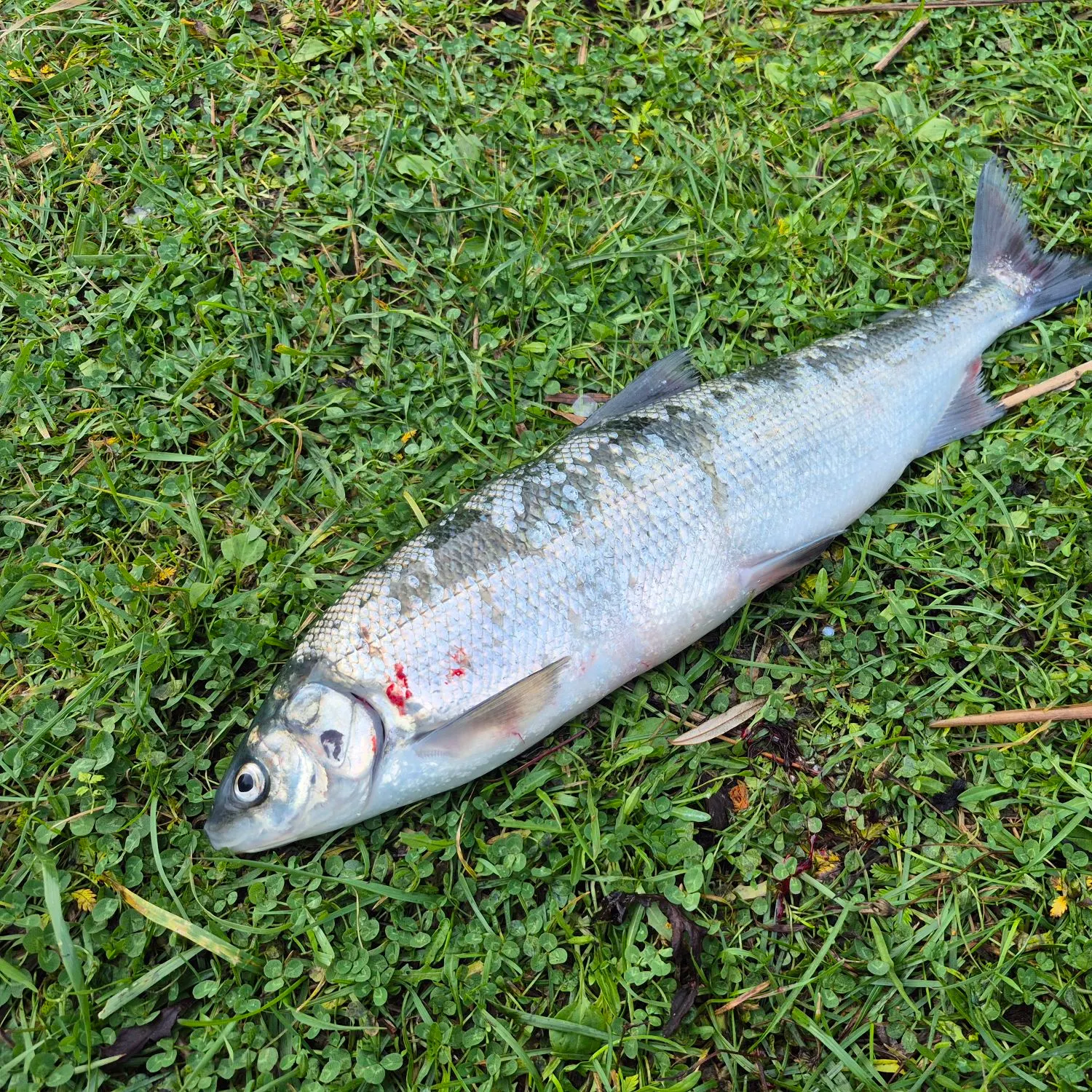 European whitefish caught on Fishbrain