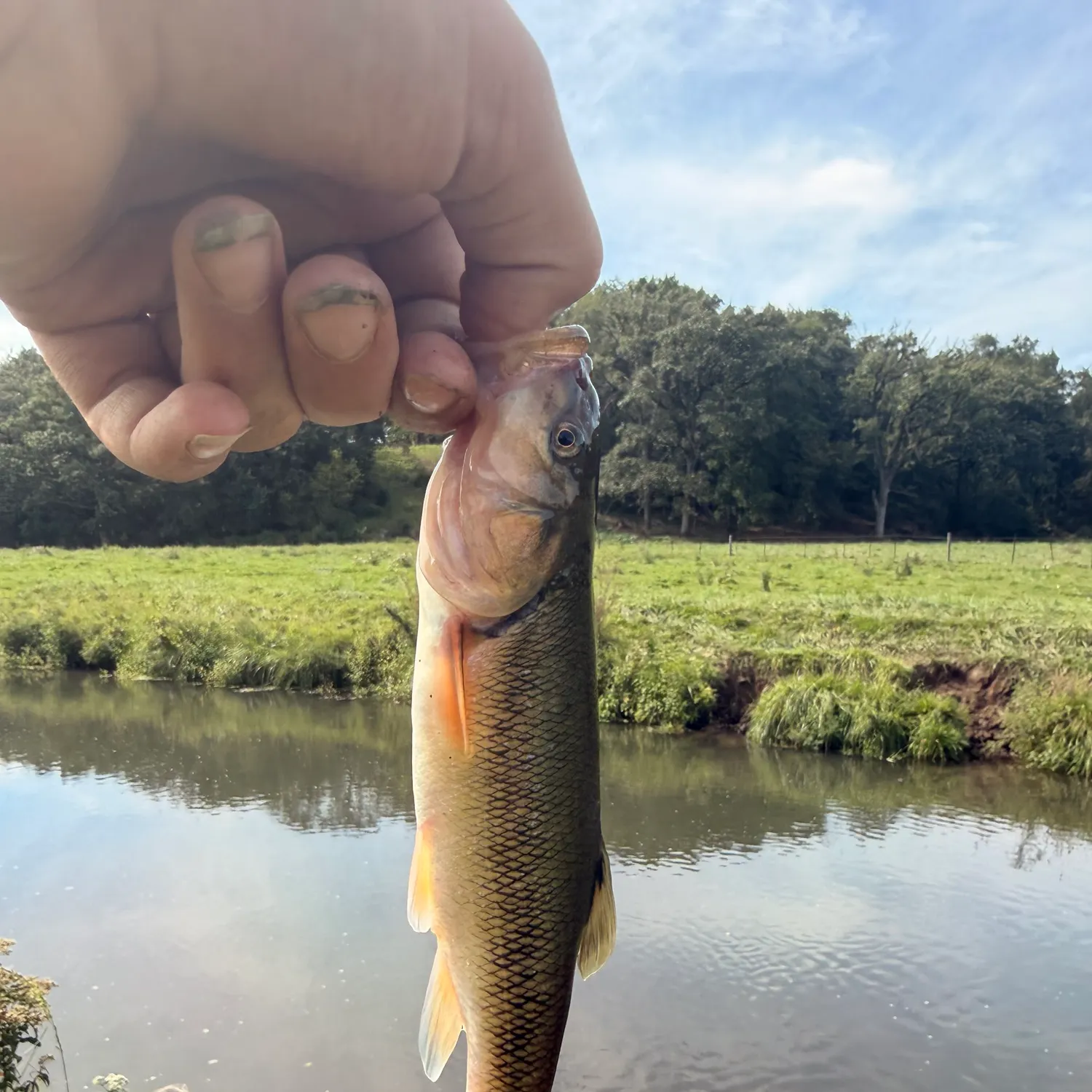 Creek chub caught on Fishbrain