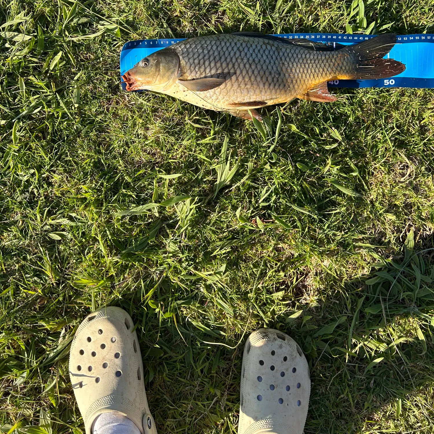Common carp caught on Fishbrain