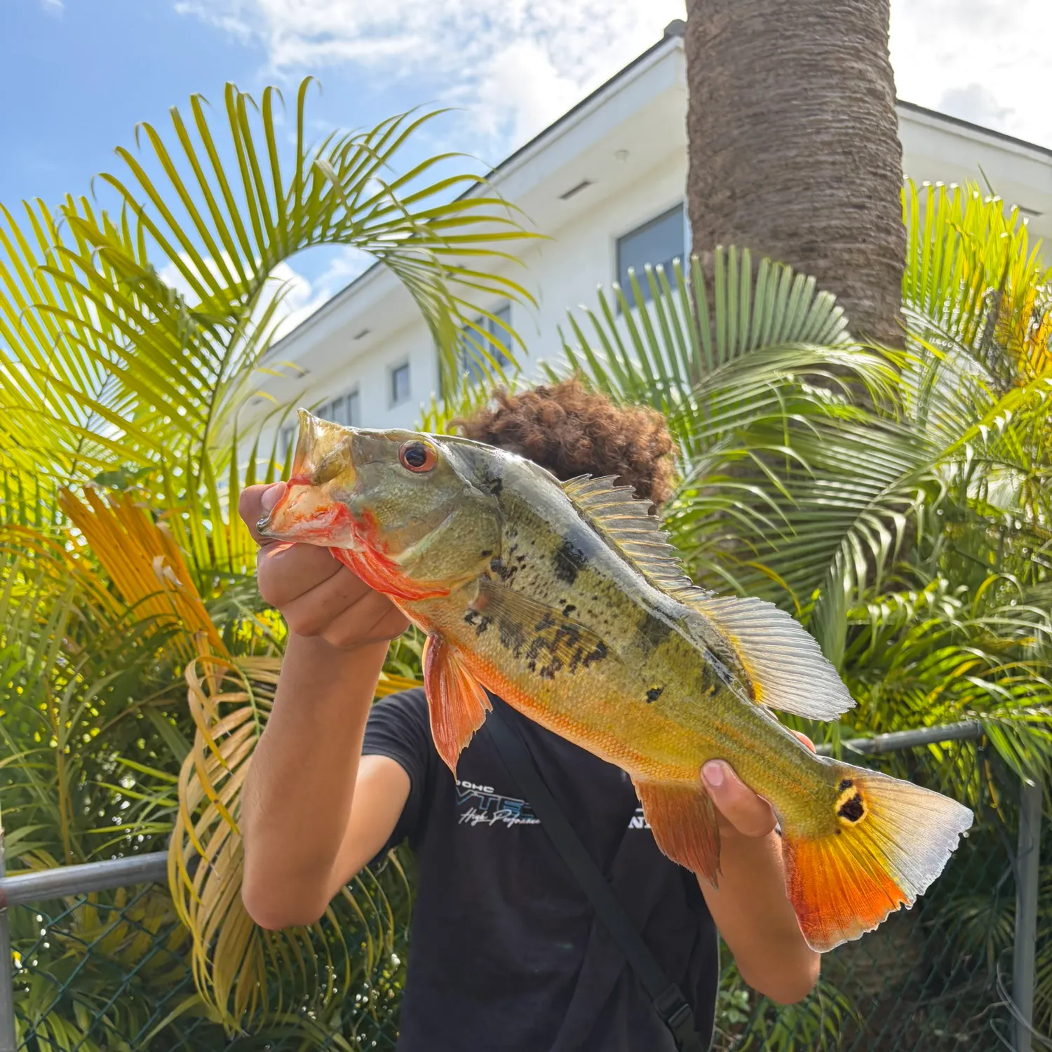 Butterfly peacock bass caught on Fishbrain