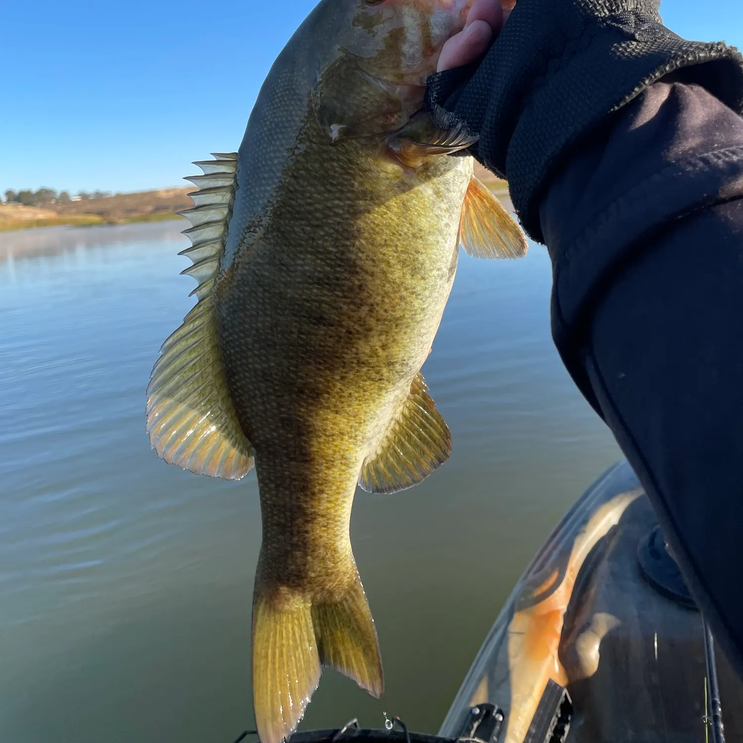 Fish caught on Fishbrain