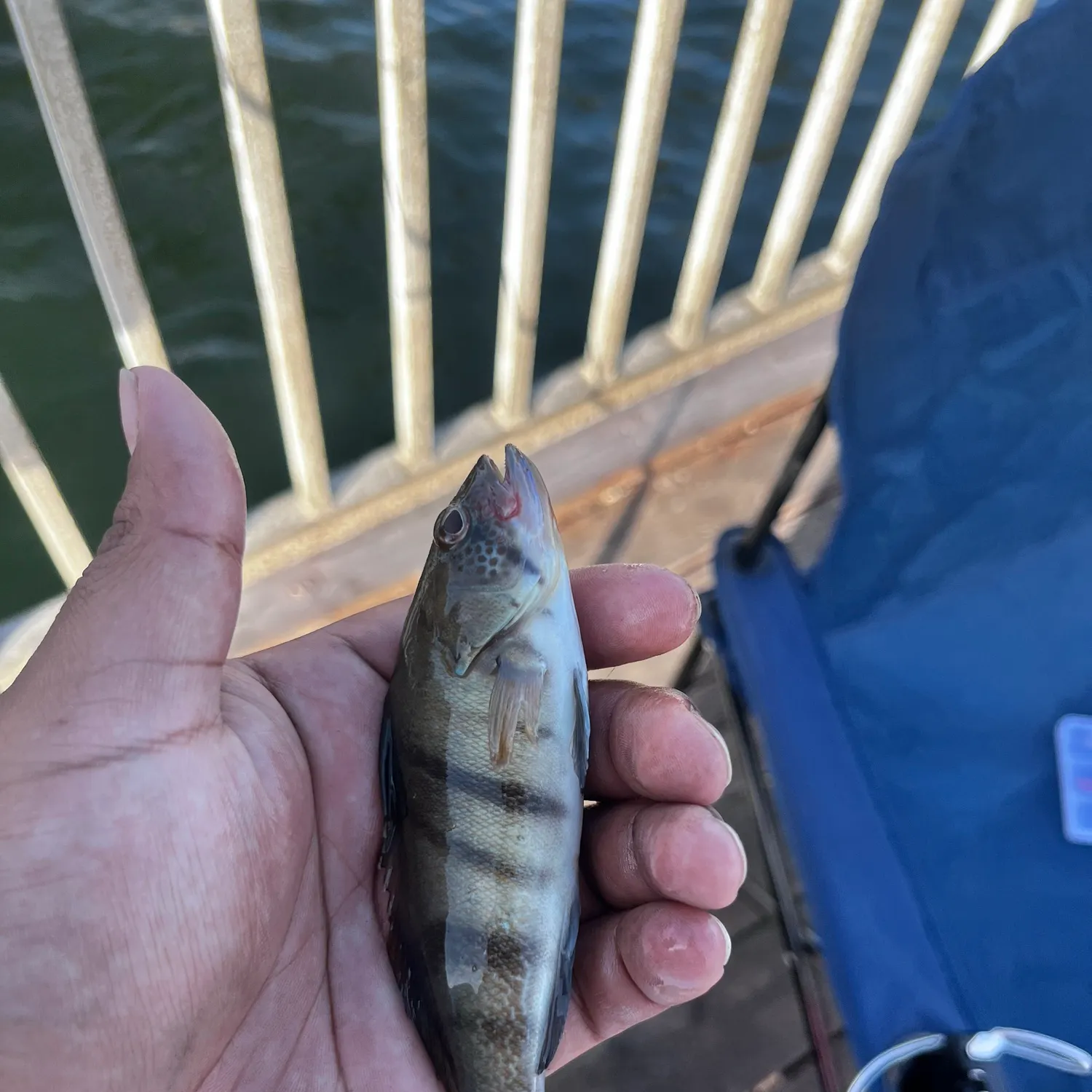 The most recent Barred sand bass catches on Fishbrain