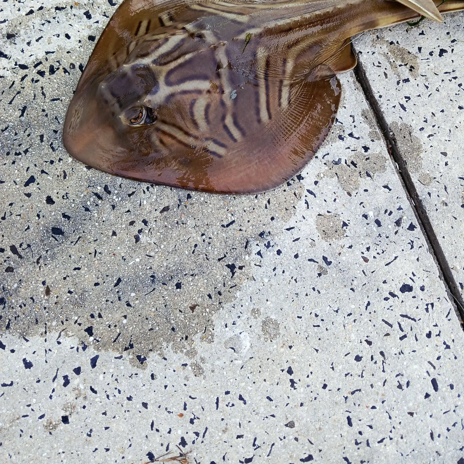 The most recent Southern fiddler catches on Fishbrain