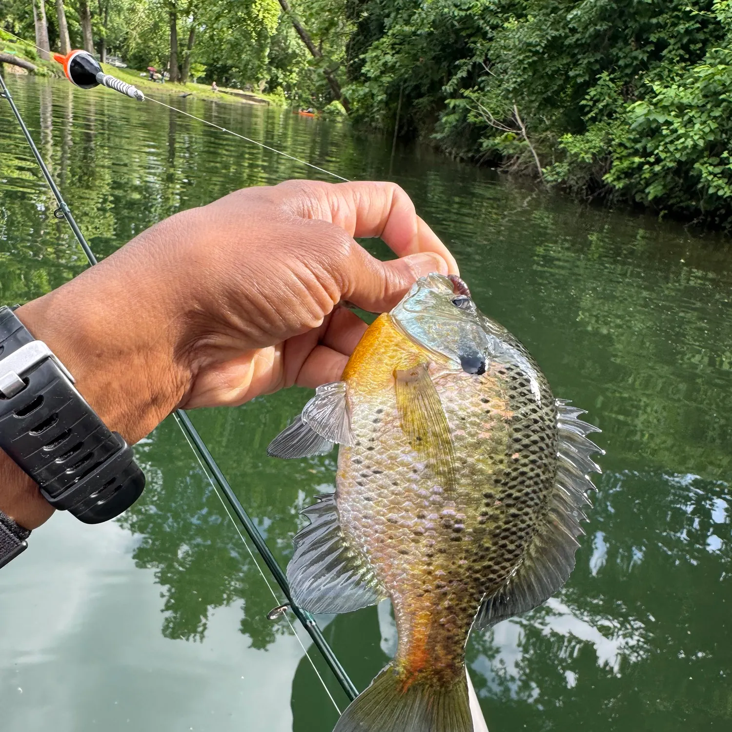 recently logged catches