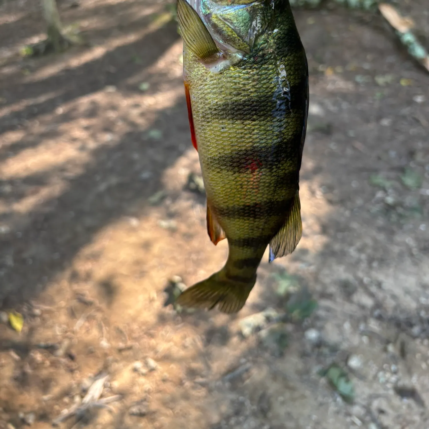 Yellow perch caught on Fishbrain