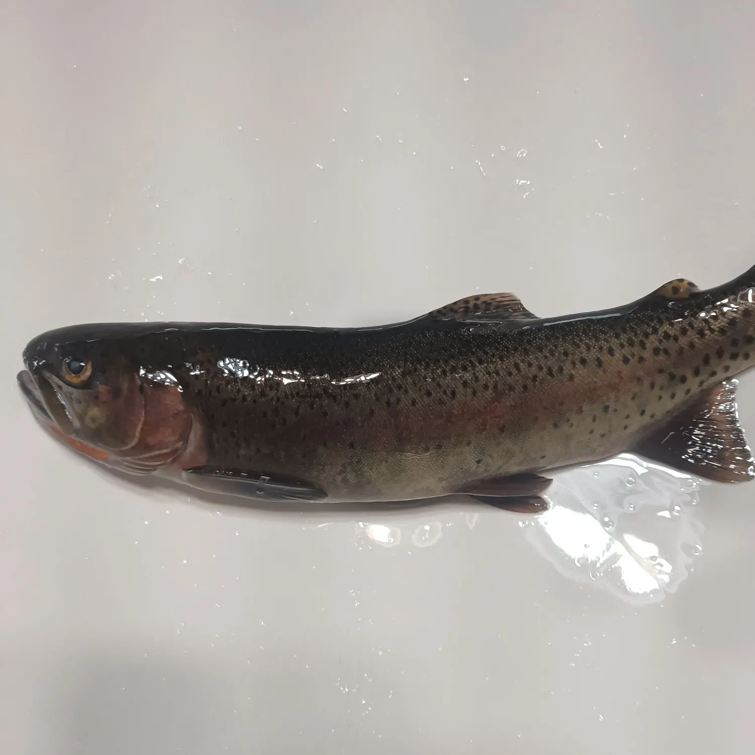 The most recent Colorado river cutthroat trout catches on Fishbrain