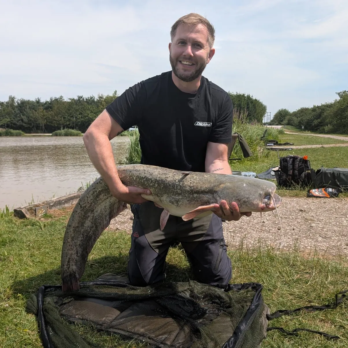 Wels catfish caught on Fishbrain