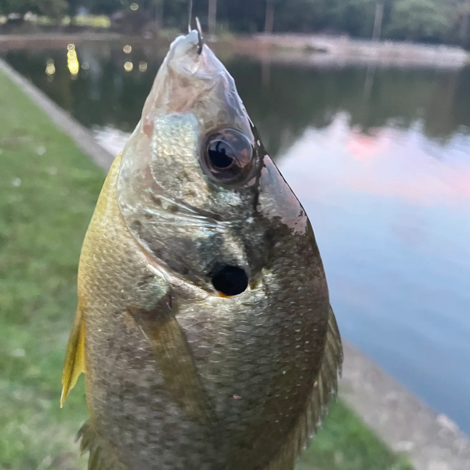 Bluegill caught on Fishbrain