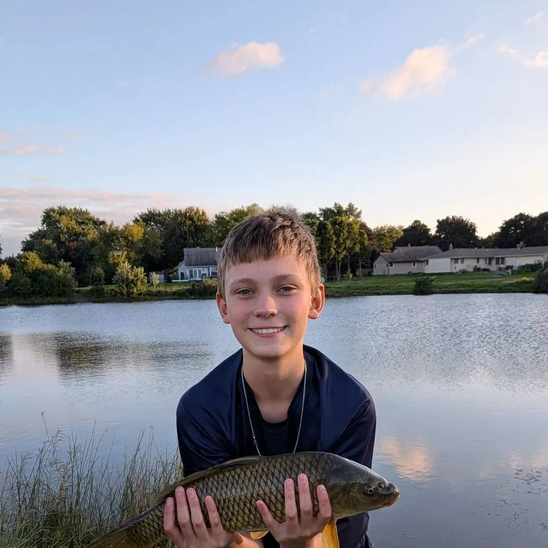 Common carp caught on Fishbrain