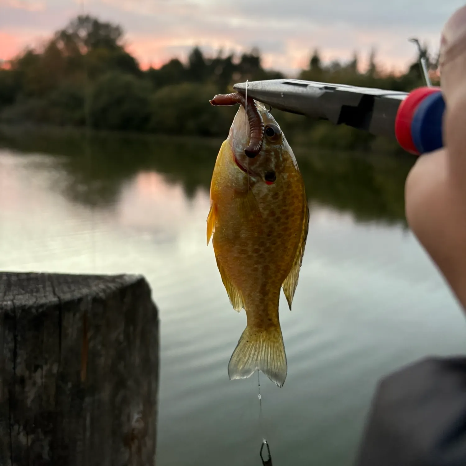 Pumpkinseed caught on Fishbrain