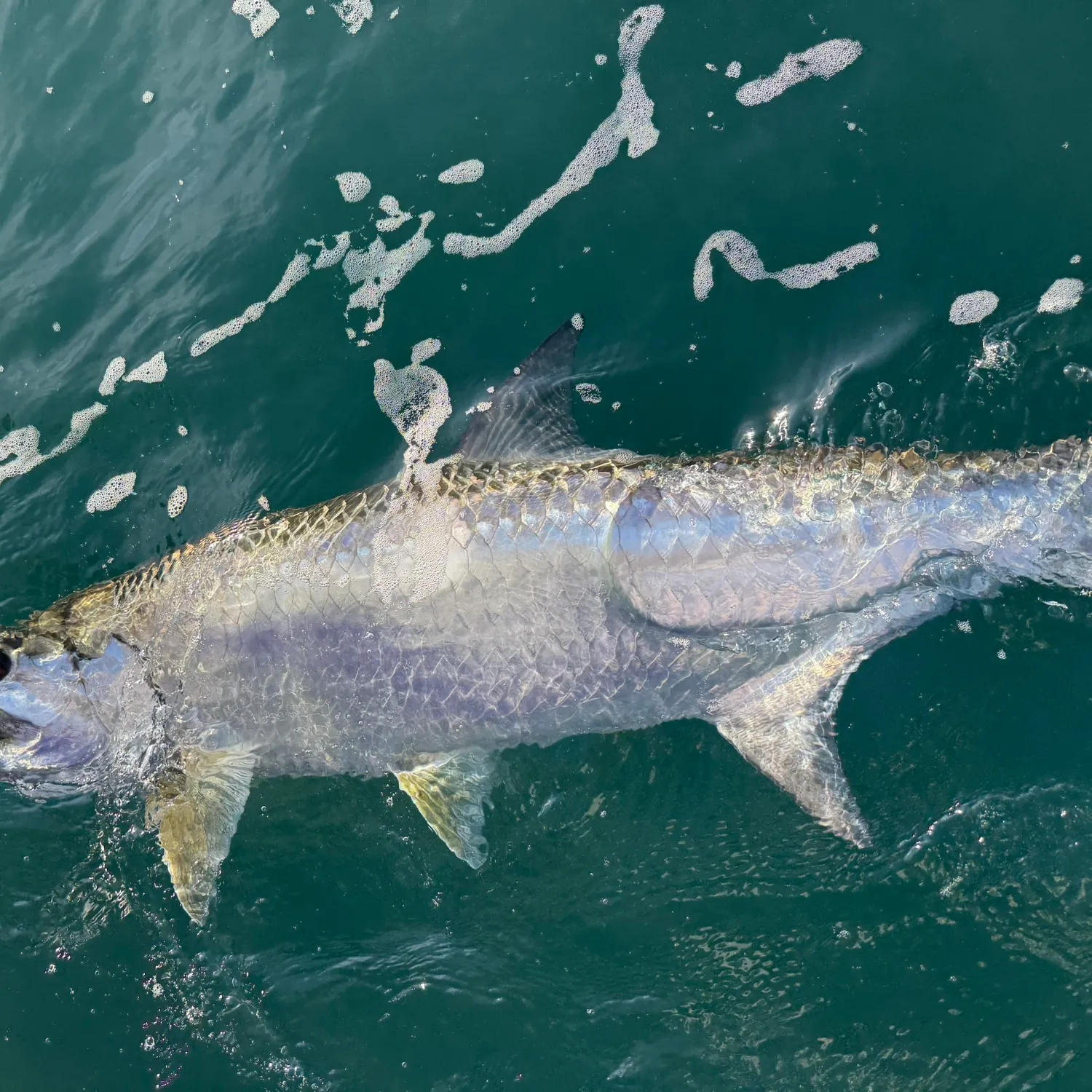 The most recent Tarpon catches on Fishbrain