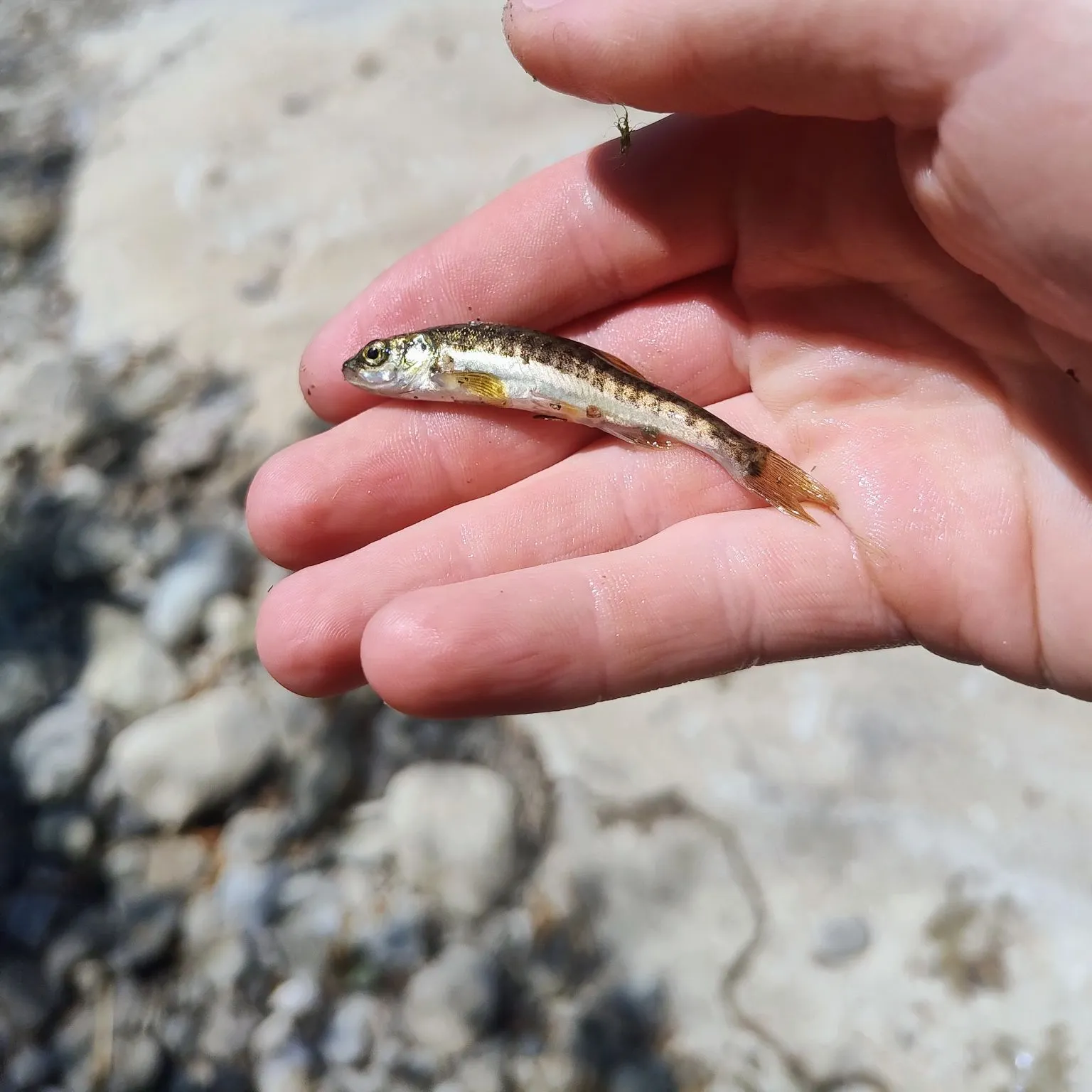 The most recent Eurasian minnow catches on Fishbrain