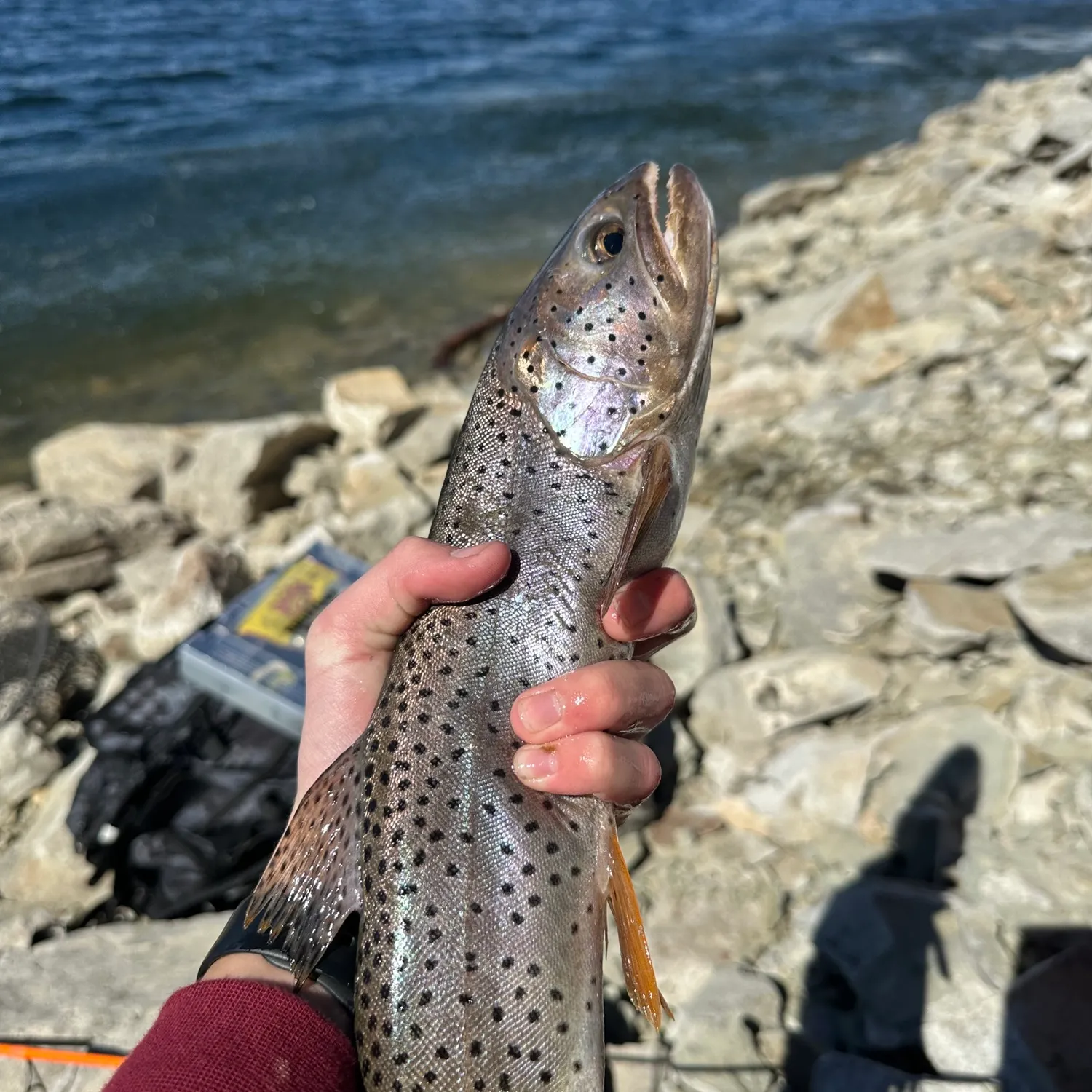 The most recent Bear Lake cutthroat trout catches on Fishbrain