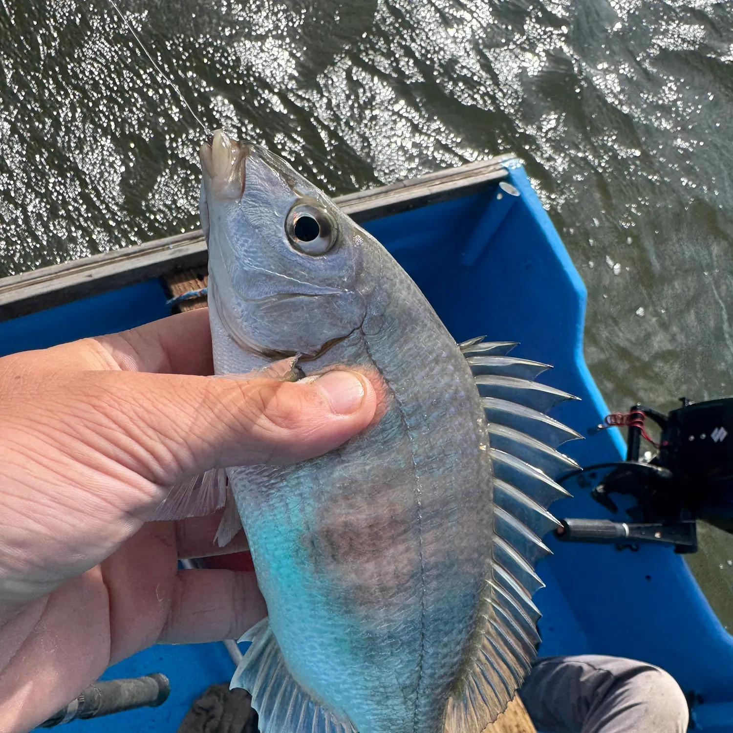 The most recent White steenbras catches on Fishbrain