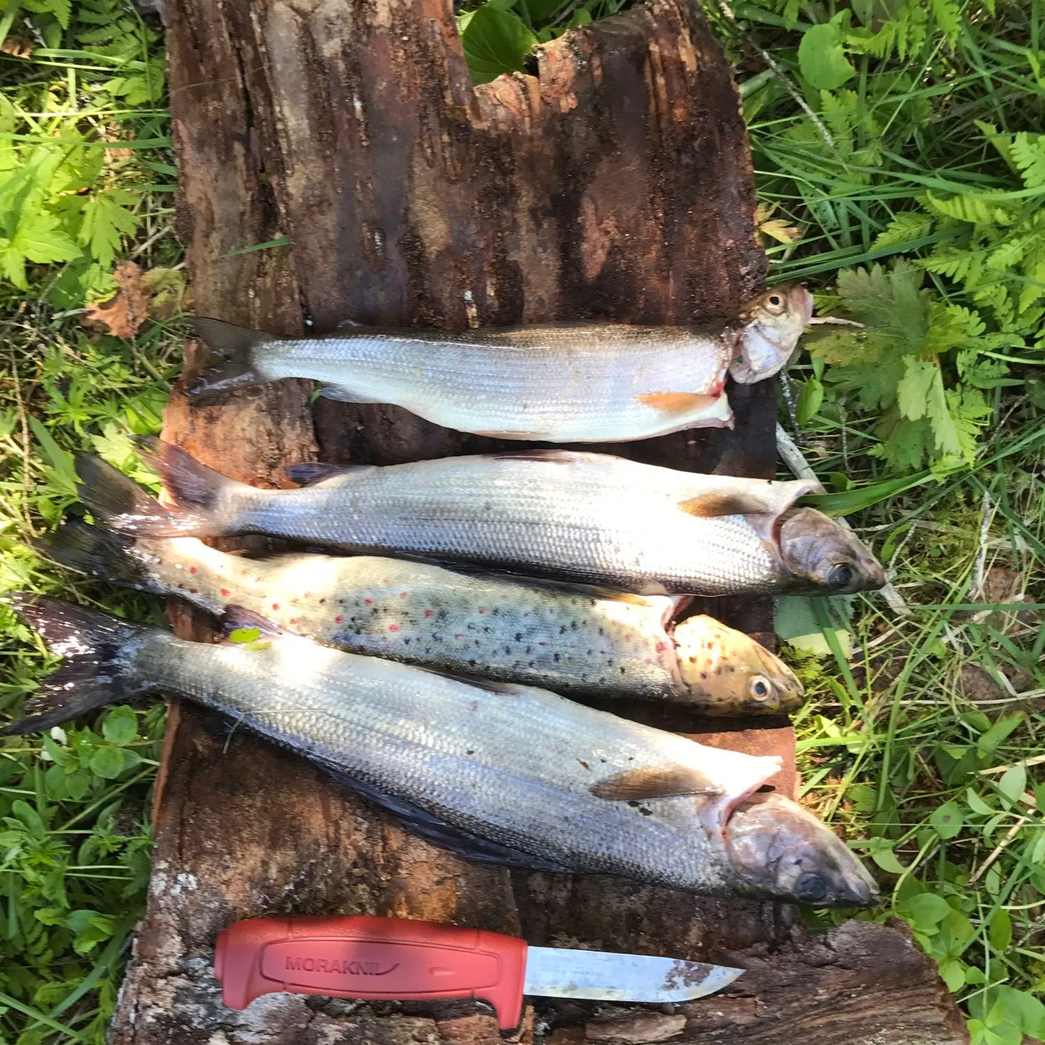 recently logged catches