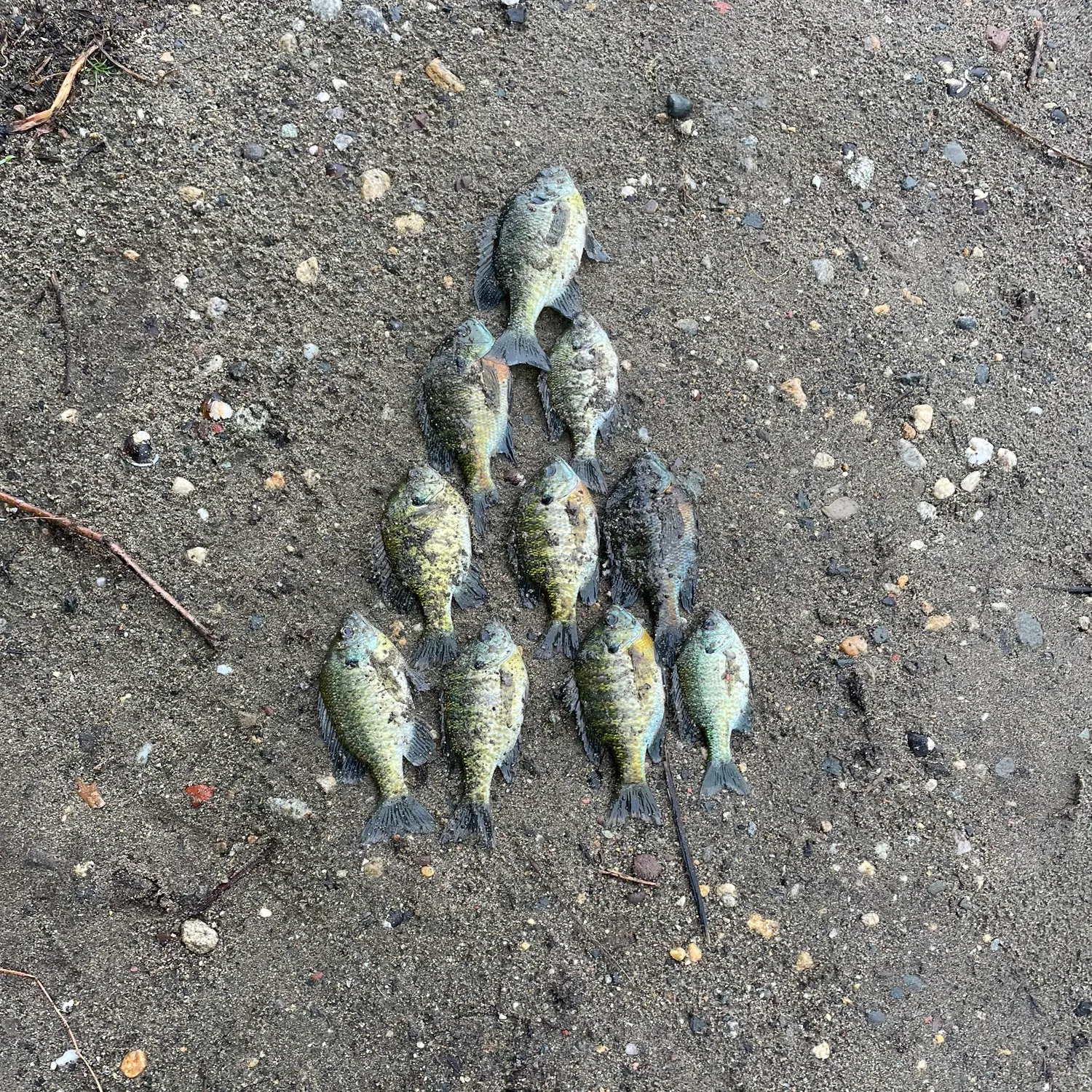 recently logged catches