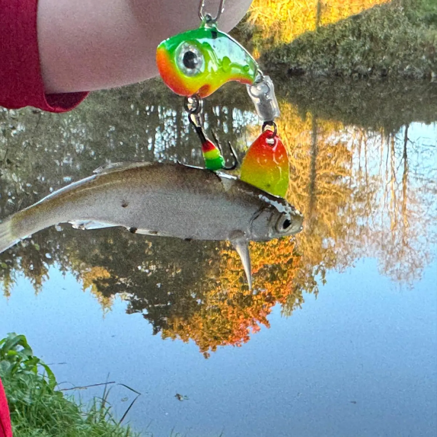 The most recent European whitefish catches on Fishbrain