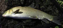 Valencian barbel