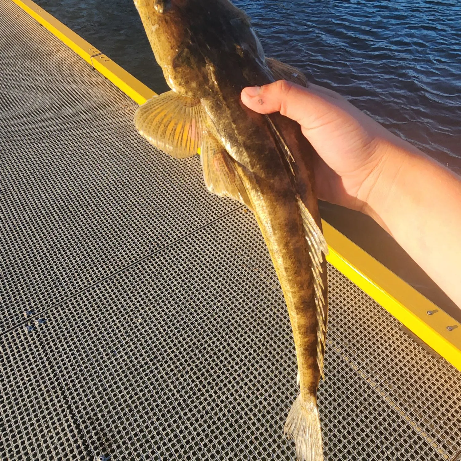 Dusky flathead caught on Fishbrain
