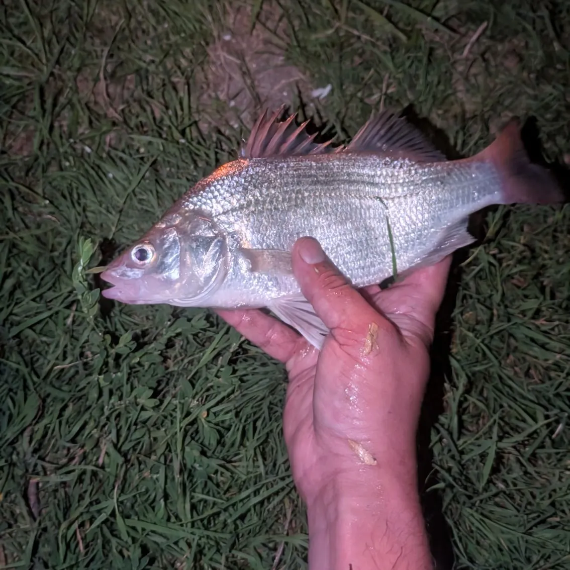 Yellow perch caught on Fishbrain