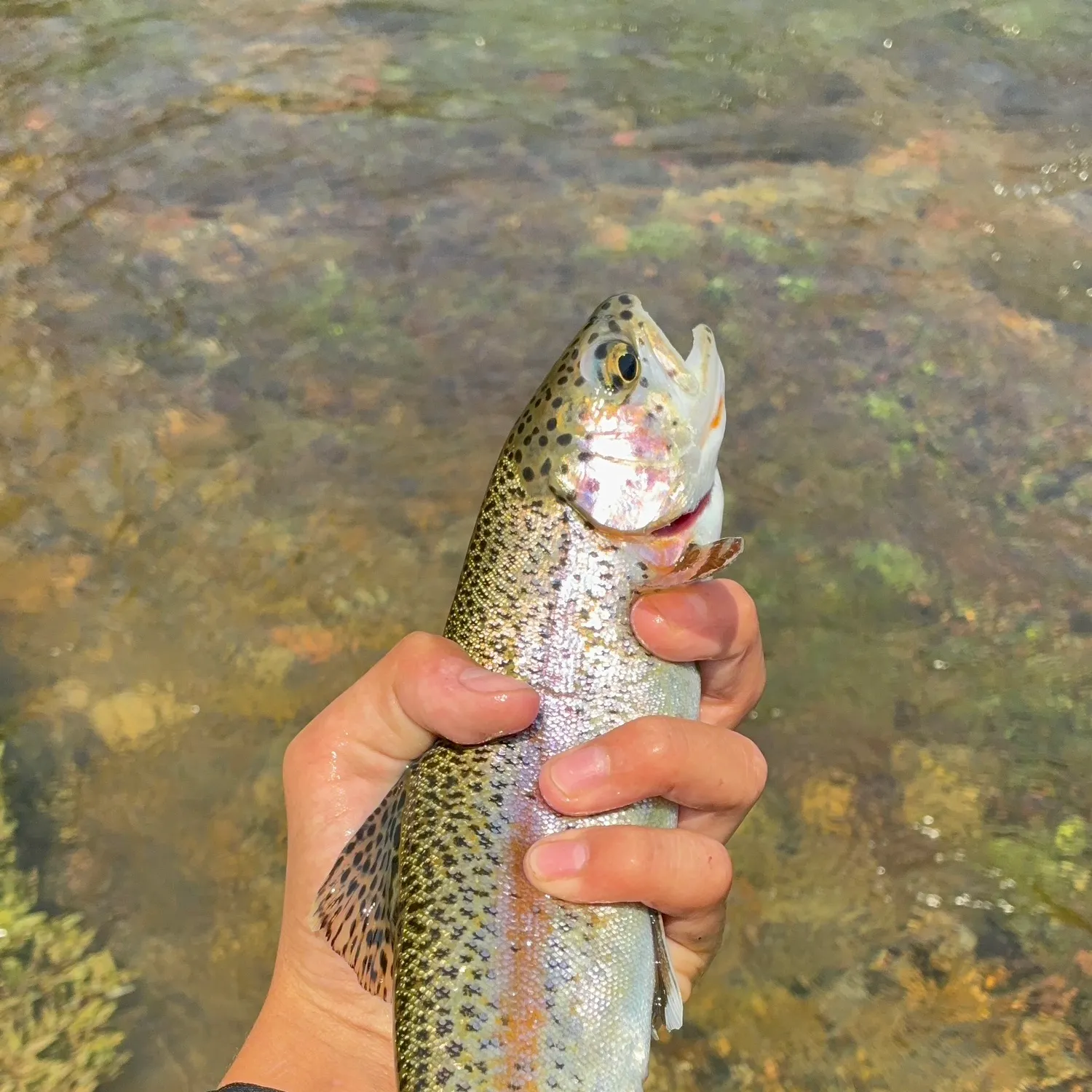 The most recent Cutbow catches on Fishbrain